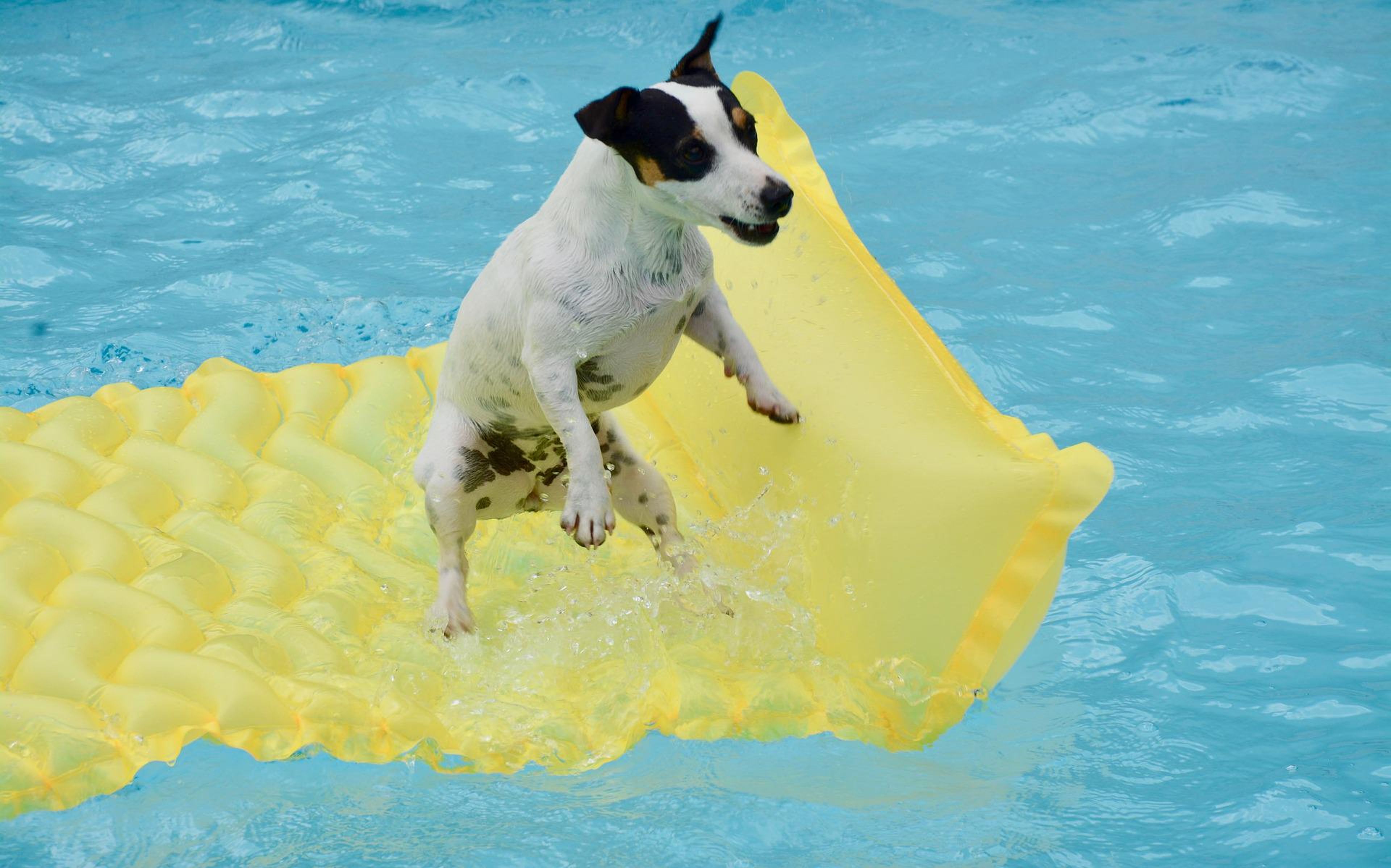 Un perro sobre una colchoneta en la piscina.