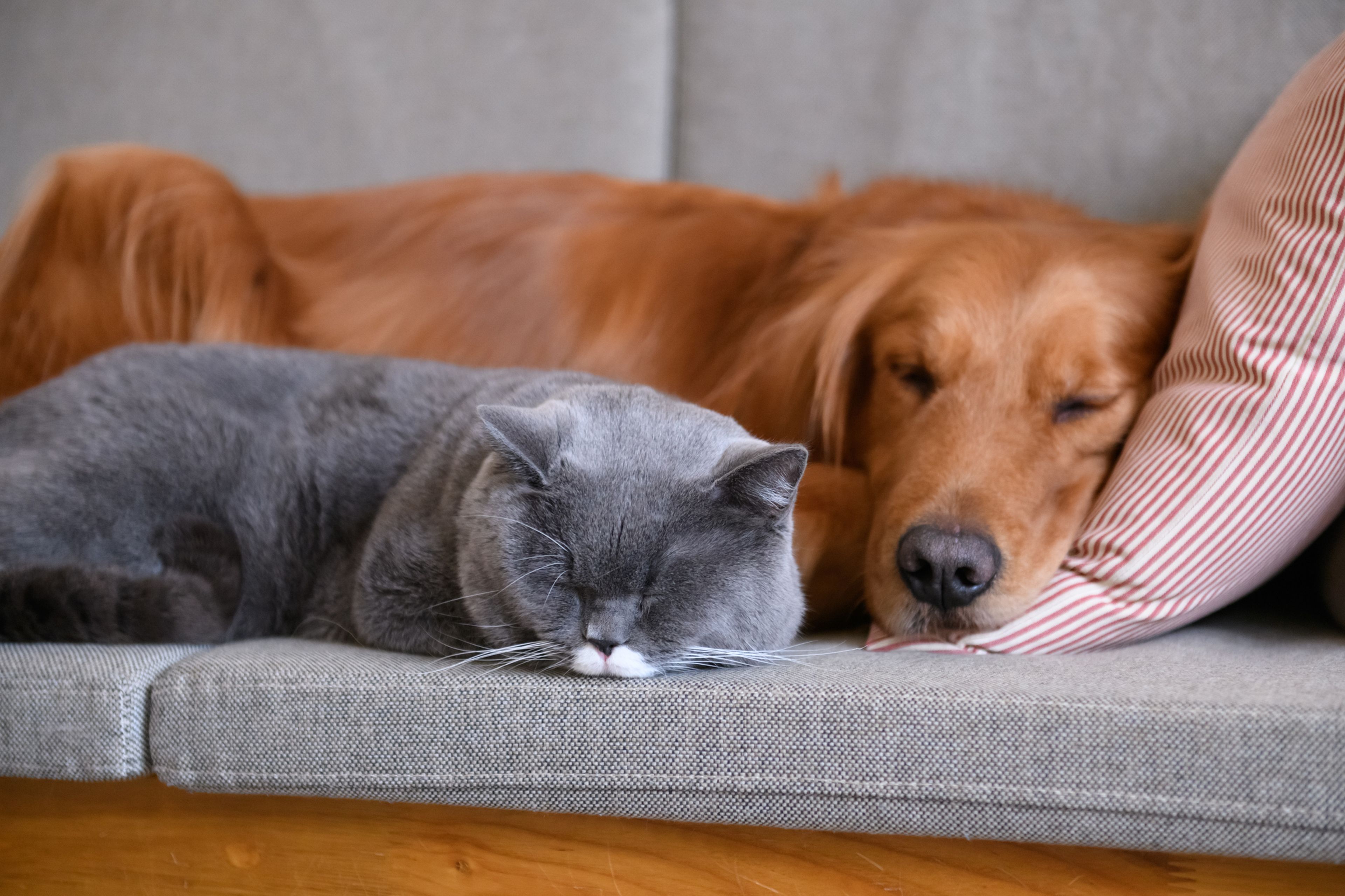 Un perro y un gato en un sofá.