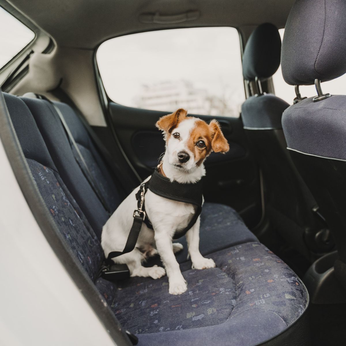 Cómo llevar al perro en el auto