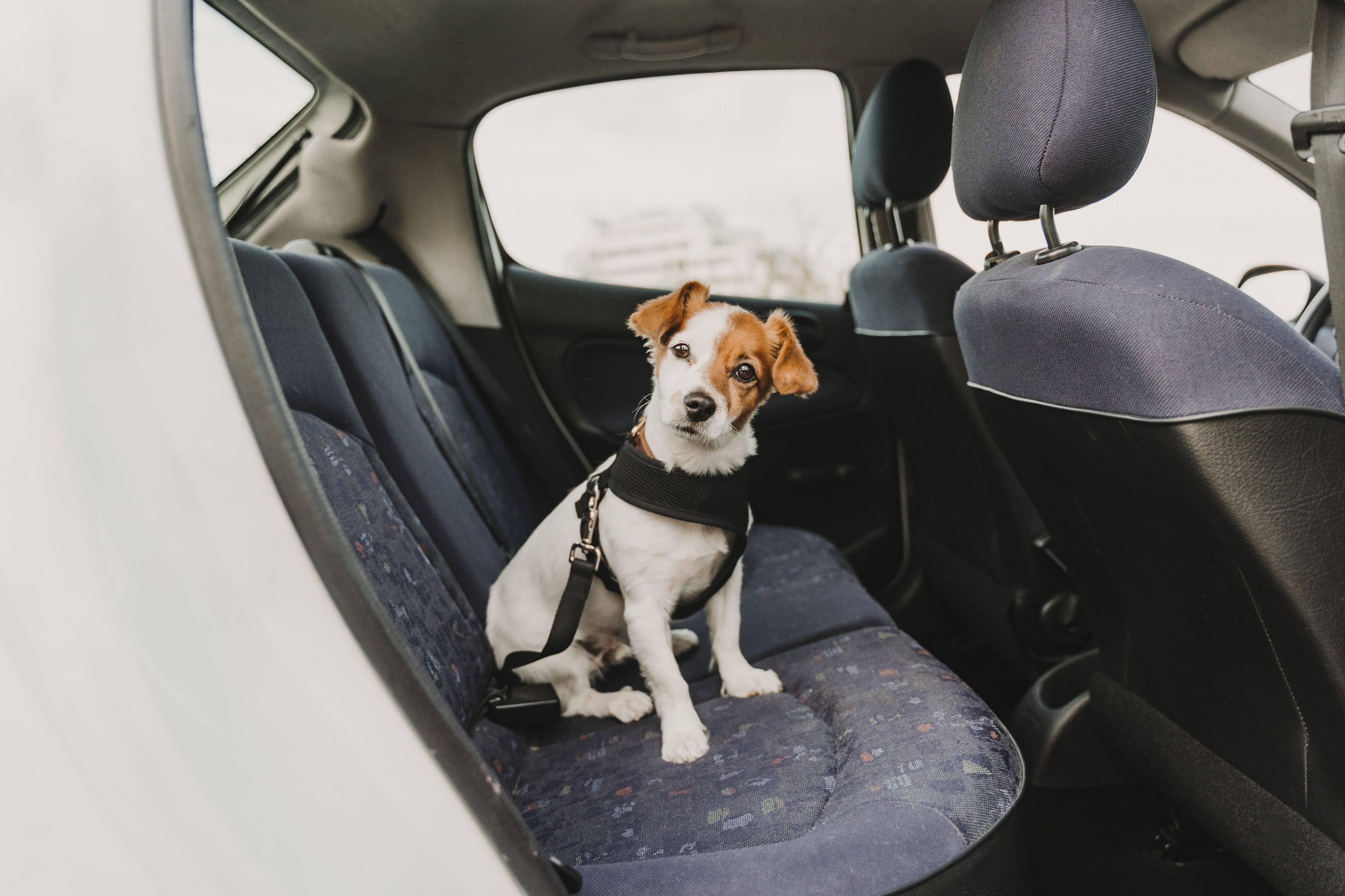ANTES DE CRISTO. Impermeable constantemente Cómo llevar al perro en el coche para evitar la multa de la DGT | Business  Insider España