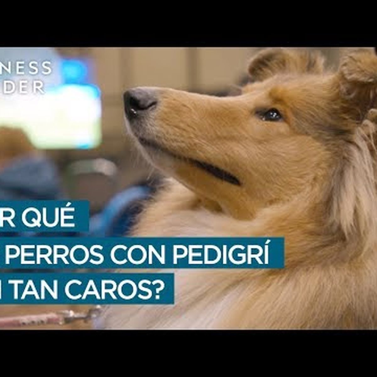 cuanto tiempo se puede dejar solo un perro rspca