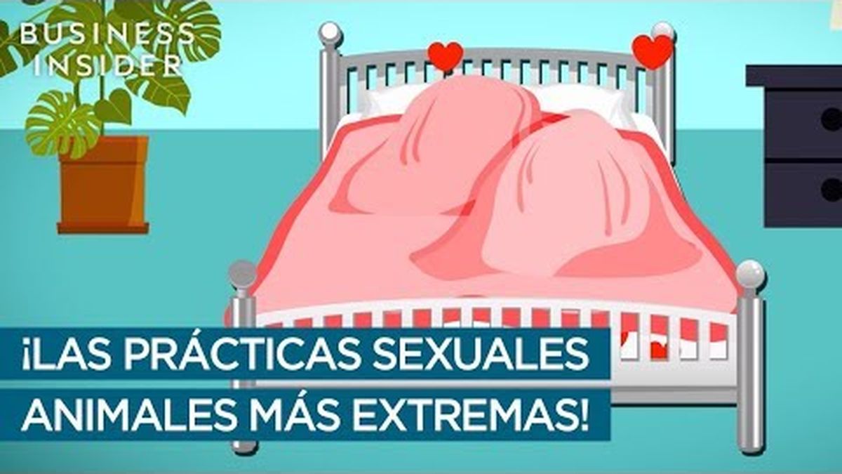 Las relaciones sexuales más extremas del reino animal