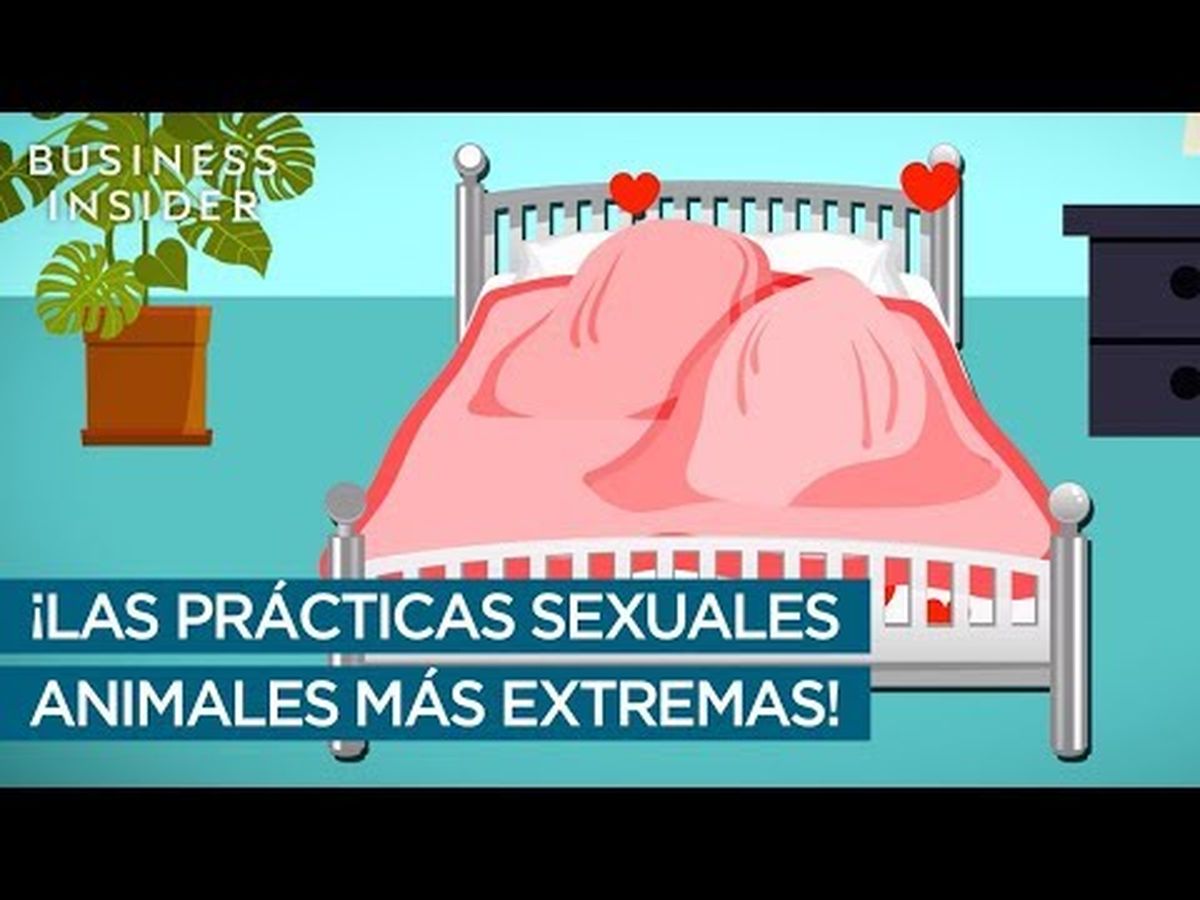 Las relaciones sexuales más extremas del reino animal