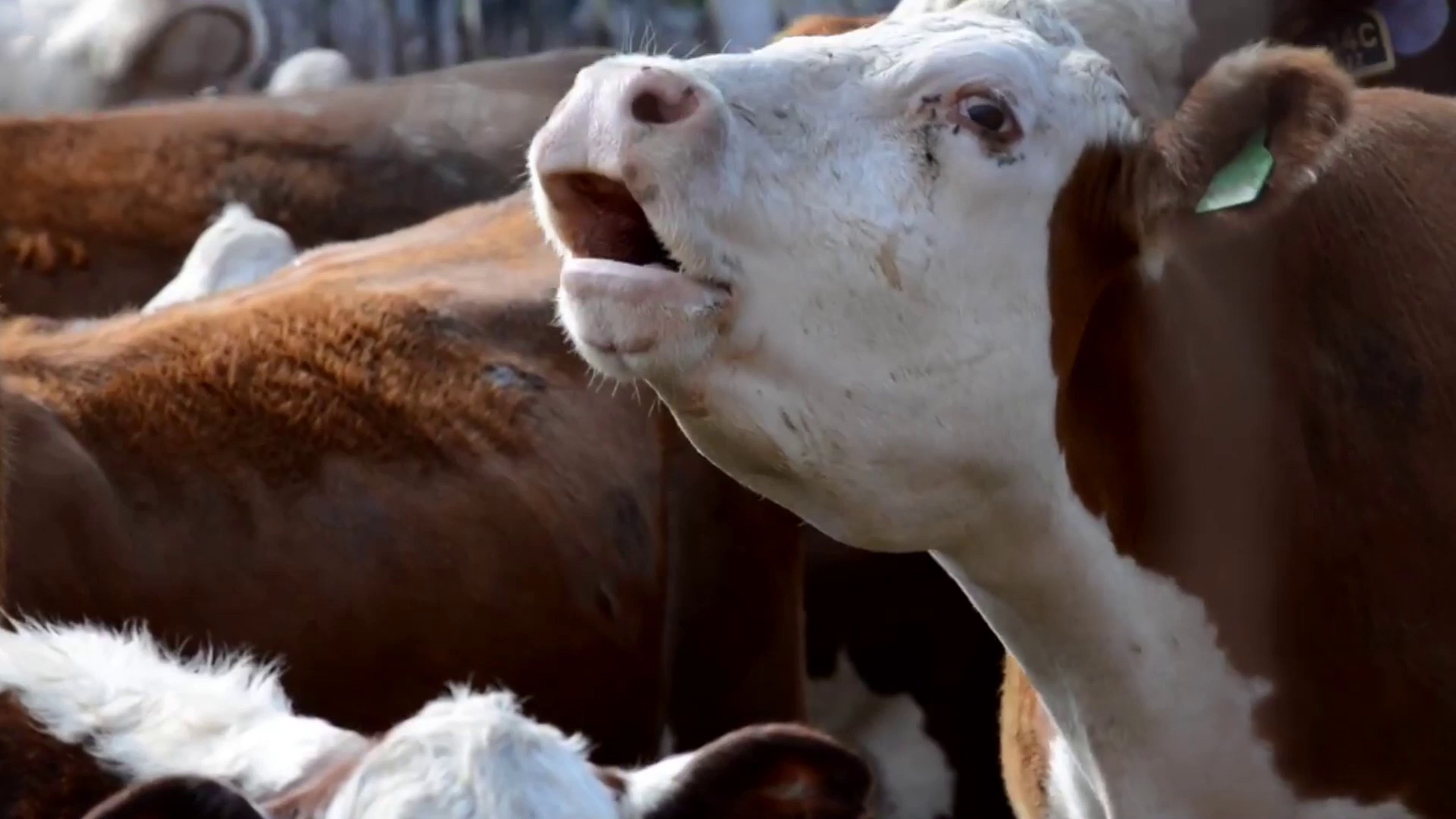 Solo el 60 por ciento de cada vaca se utiliza para comida; esto es lo que pasa con el 40 restante