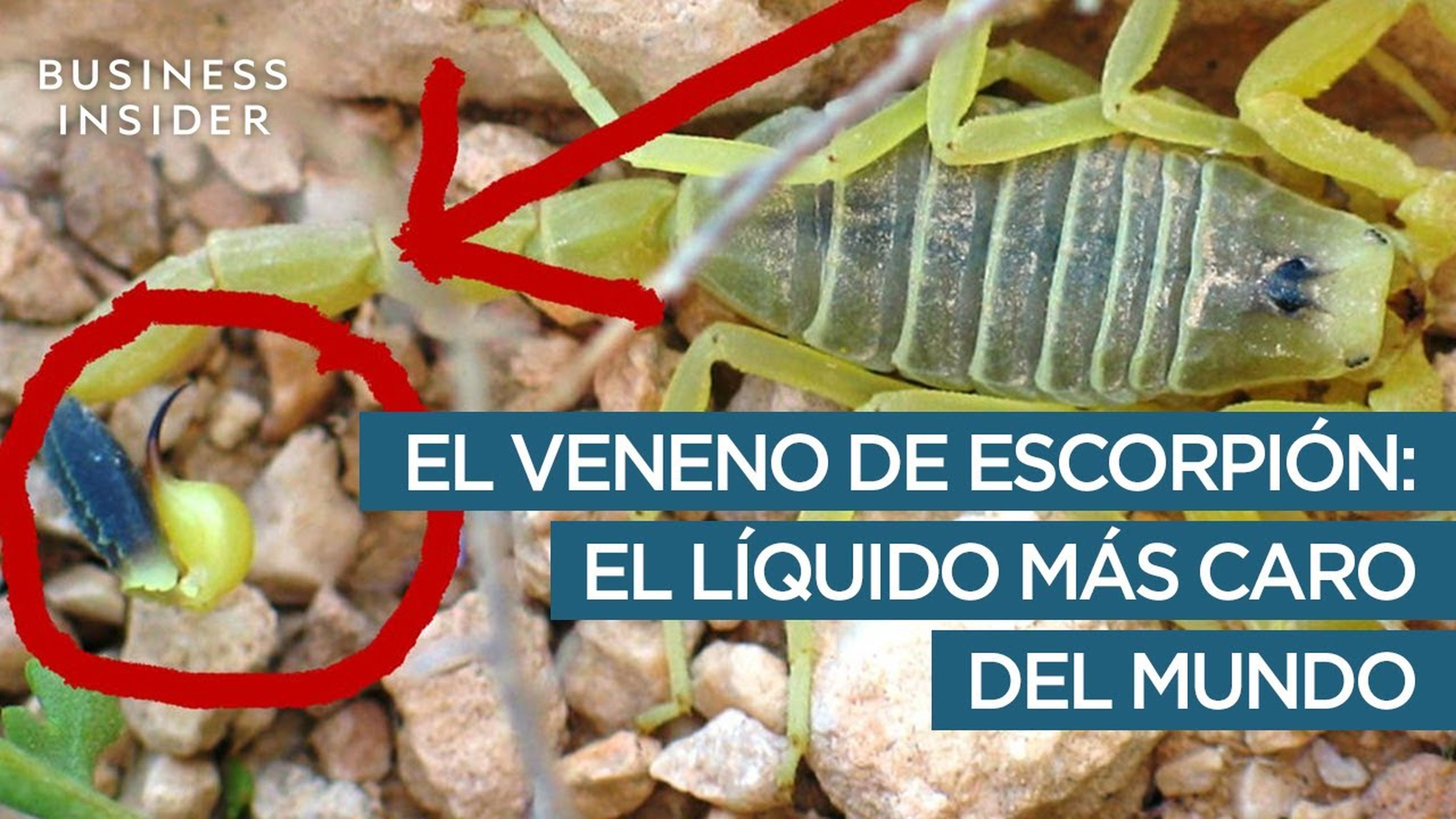 El veneno de escorpión: el líquido más caro del mundo