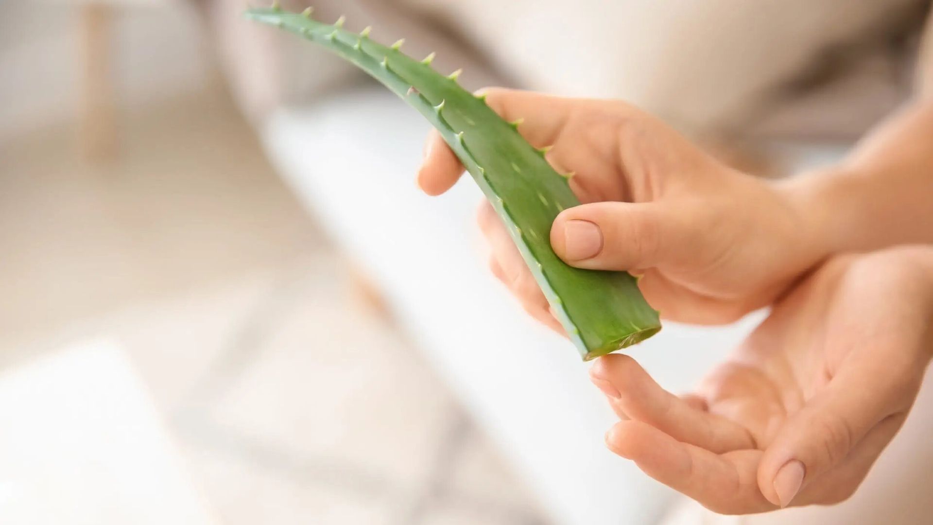 Aloe Vera Para Las Quemaduras Solares Así Debes Usarlo Para Aliviar El Dolor Y Estimular La