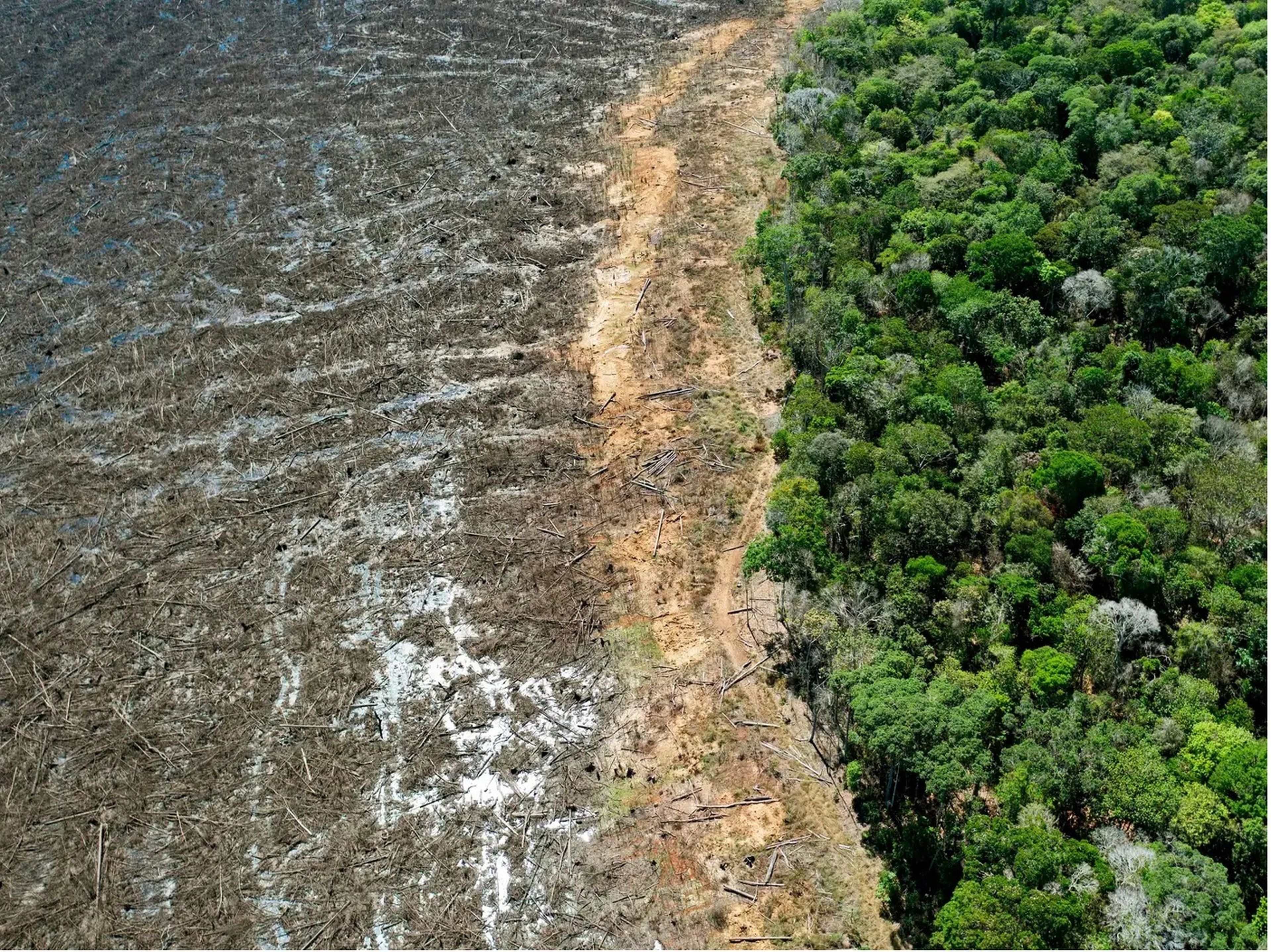 Los bonos de carbono suelen venderse para proteger los bosques, que acababan siendo talados igualmente.