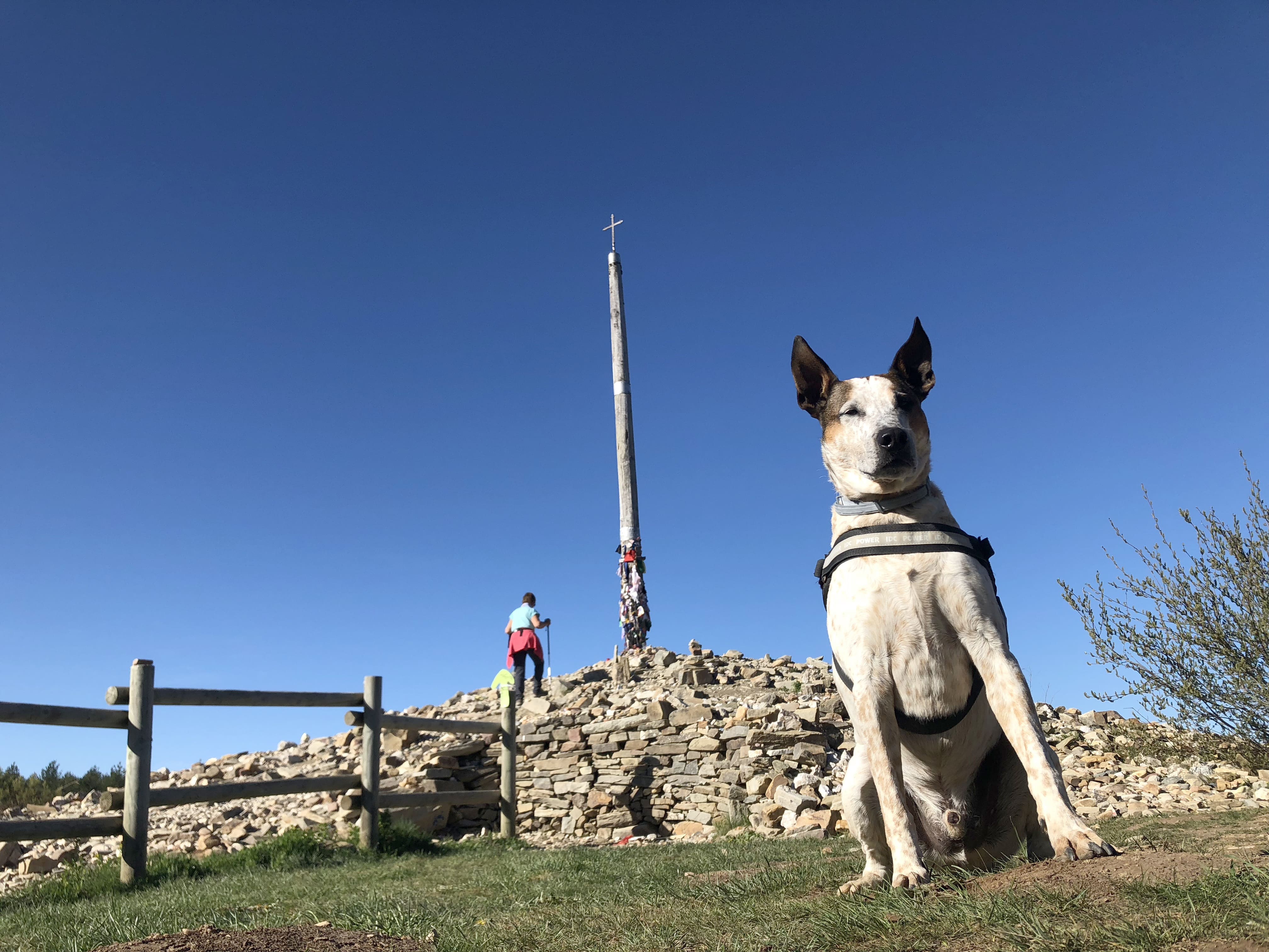 Cómo Planificar El Camino De Santiago Con Perro: Todo Lo Que Debes ...