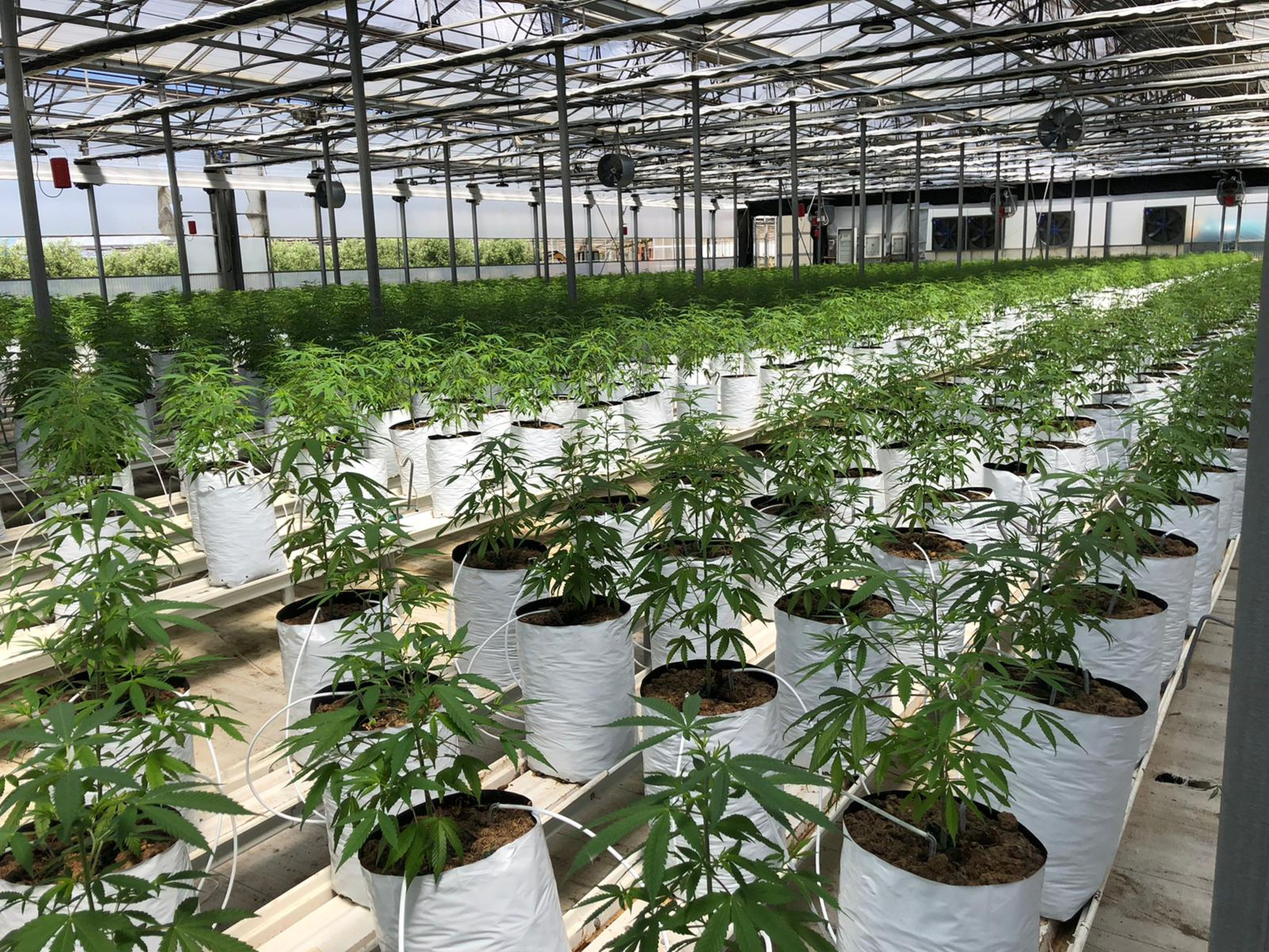 Plantaciones de cannabis de Profesor CBD.