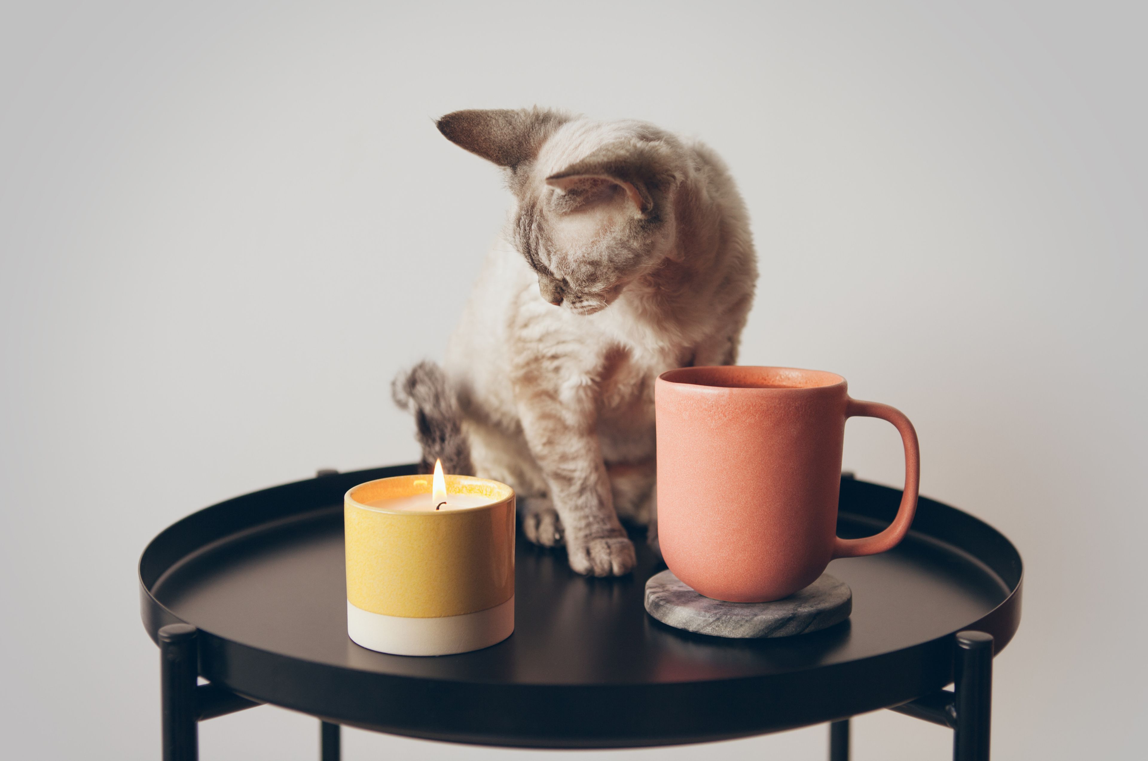 Gato junto a una taza y una vela