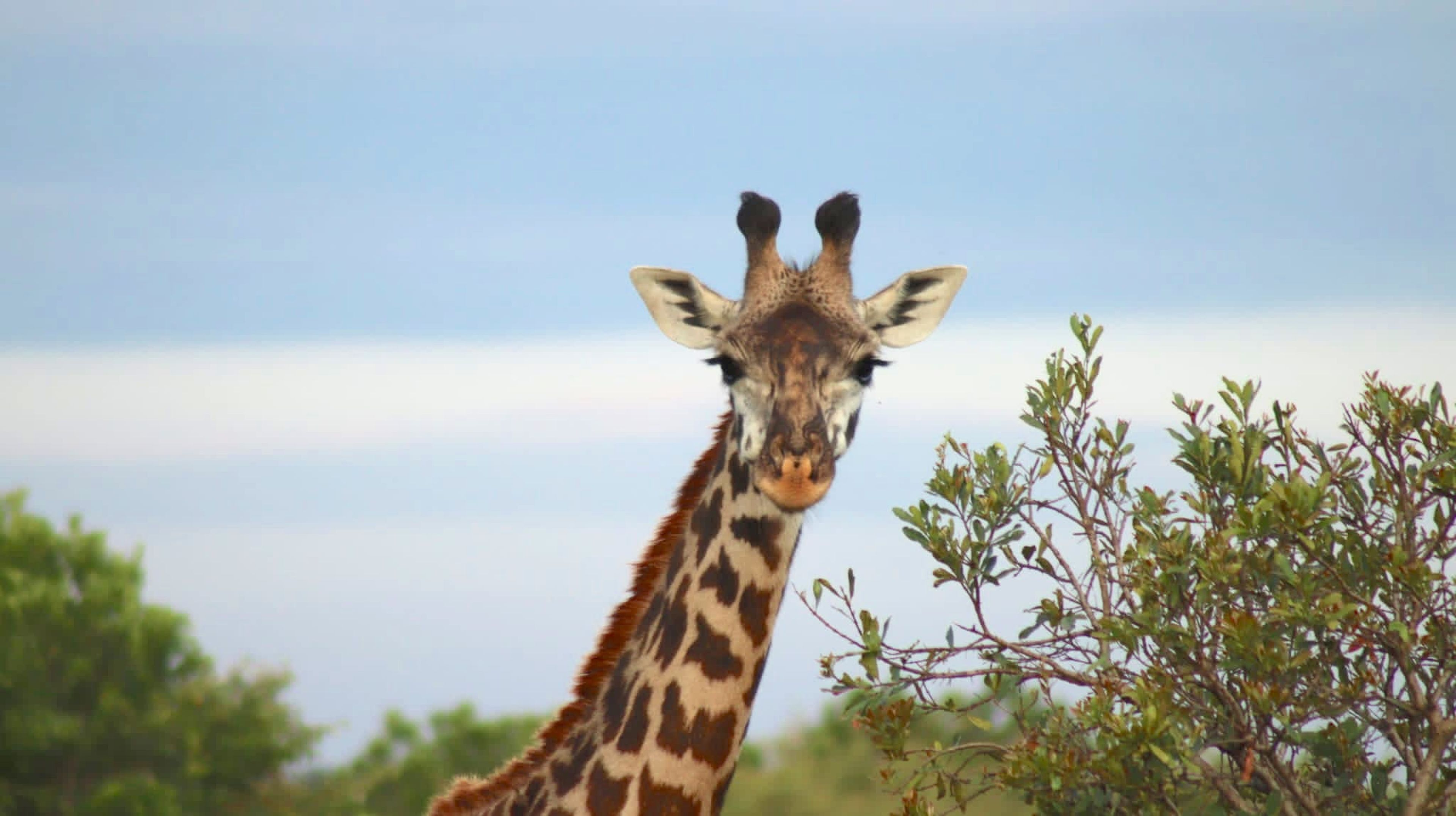 Una jirafa avistada durante un safari en Kenia.