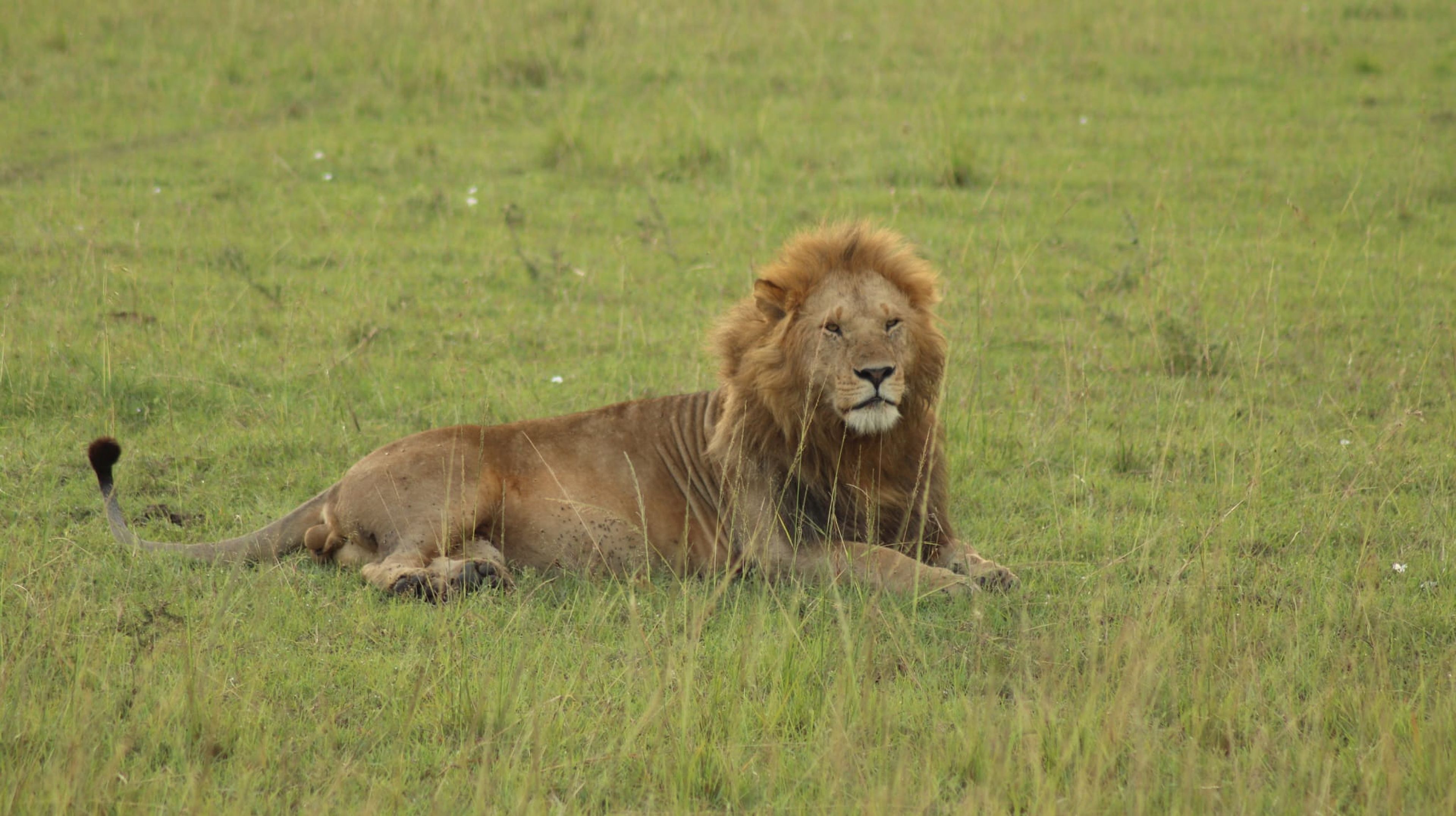Un león avistado durante un safari en Kenia