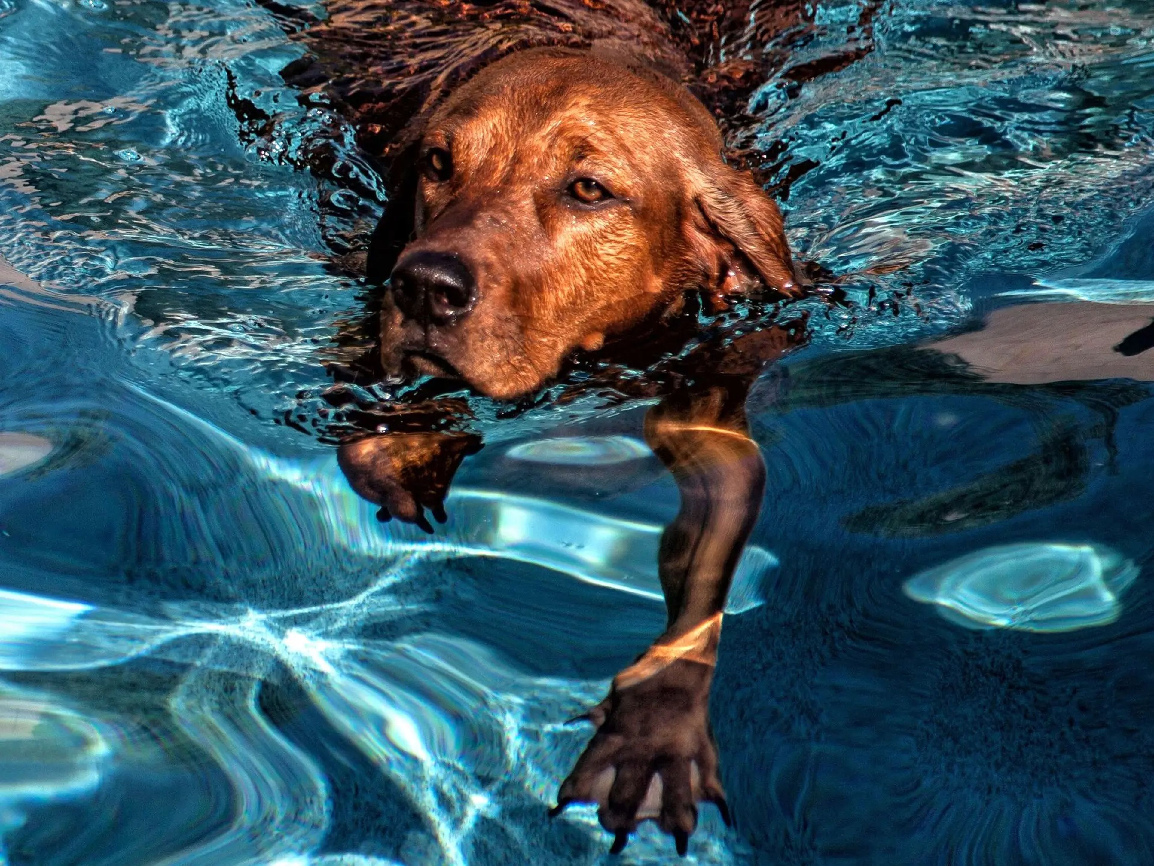 Incluso aunque tu perro sepa nadar, no lo dejes solo cerca de una piscina.