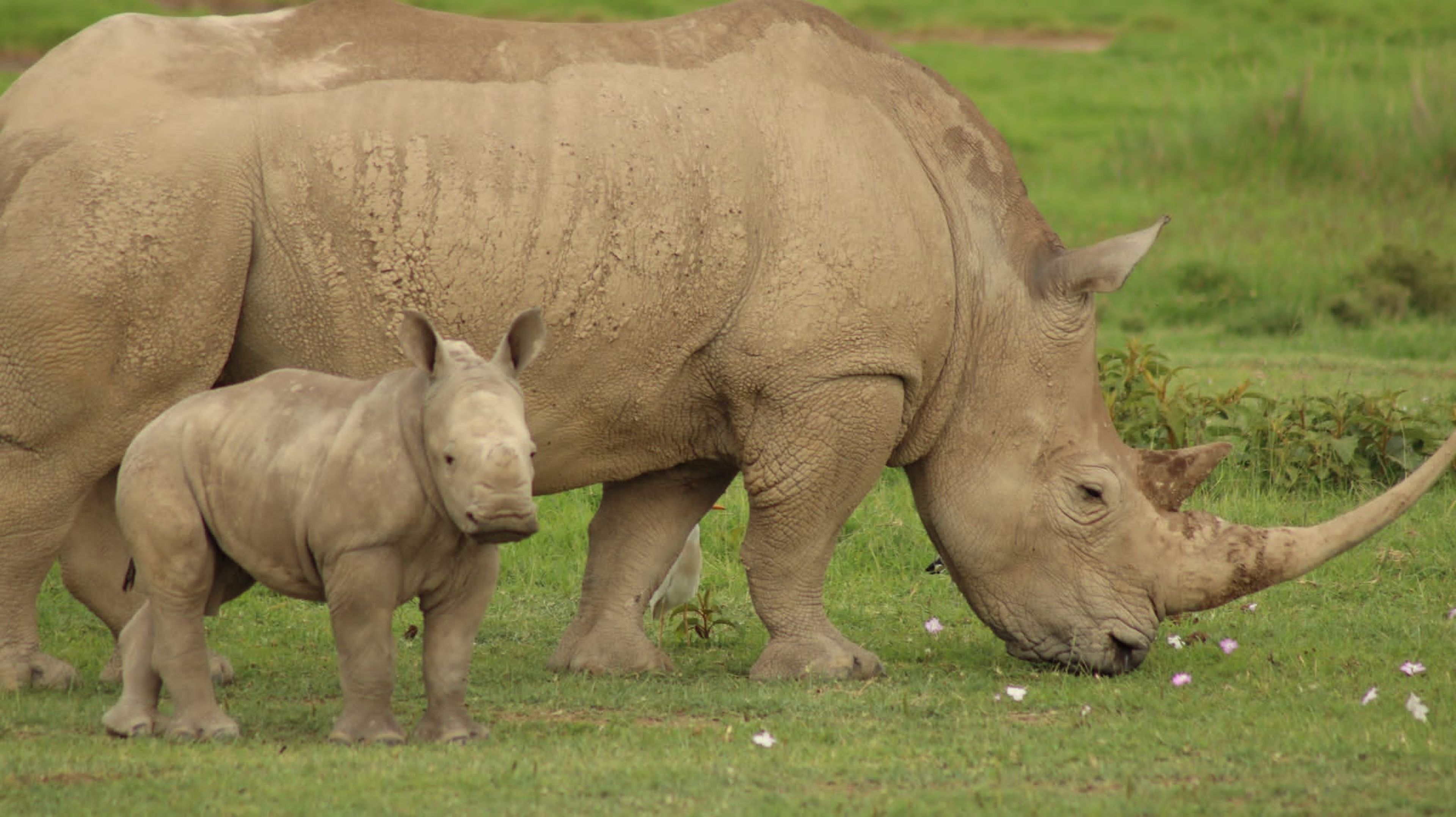 Rinocerontes avistados durante un safari en Kenia