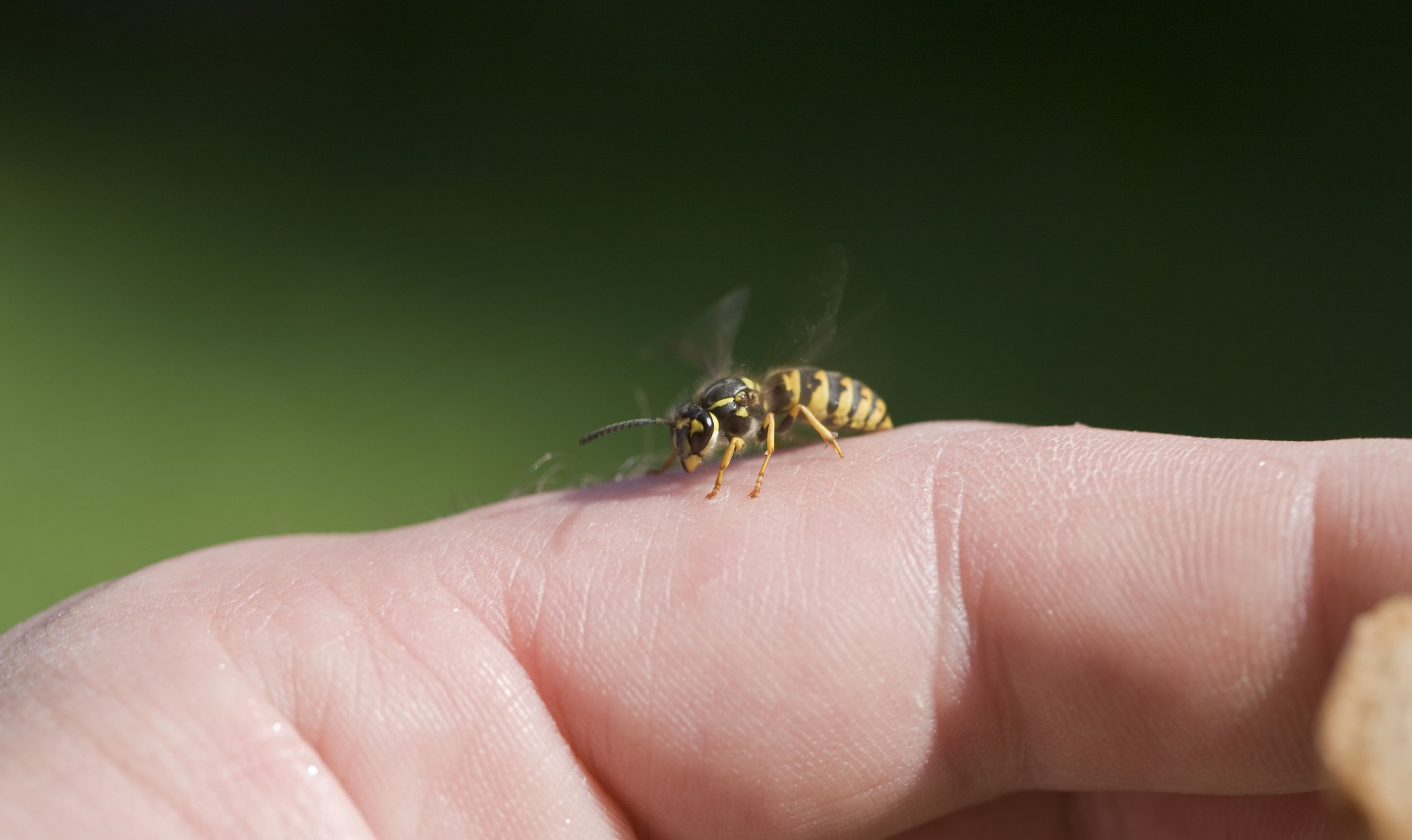 Trucos para evitar picaduras de abeja y de avispa