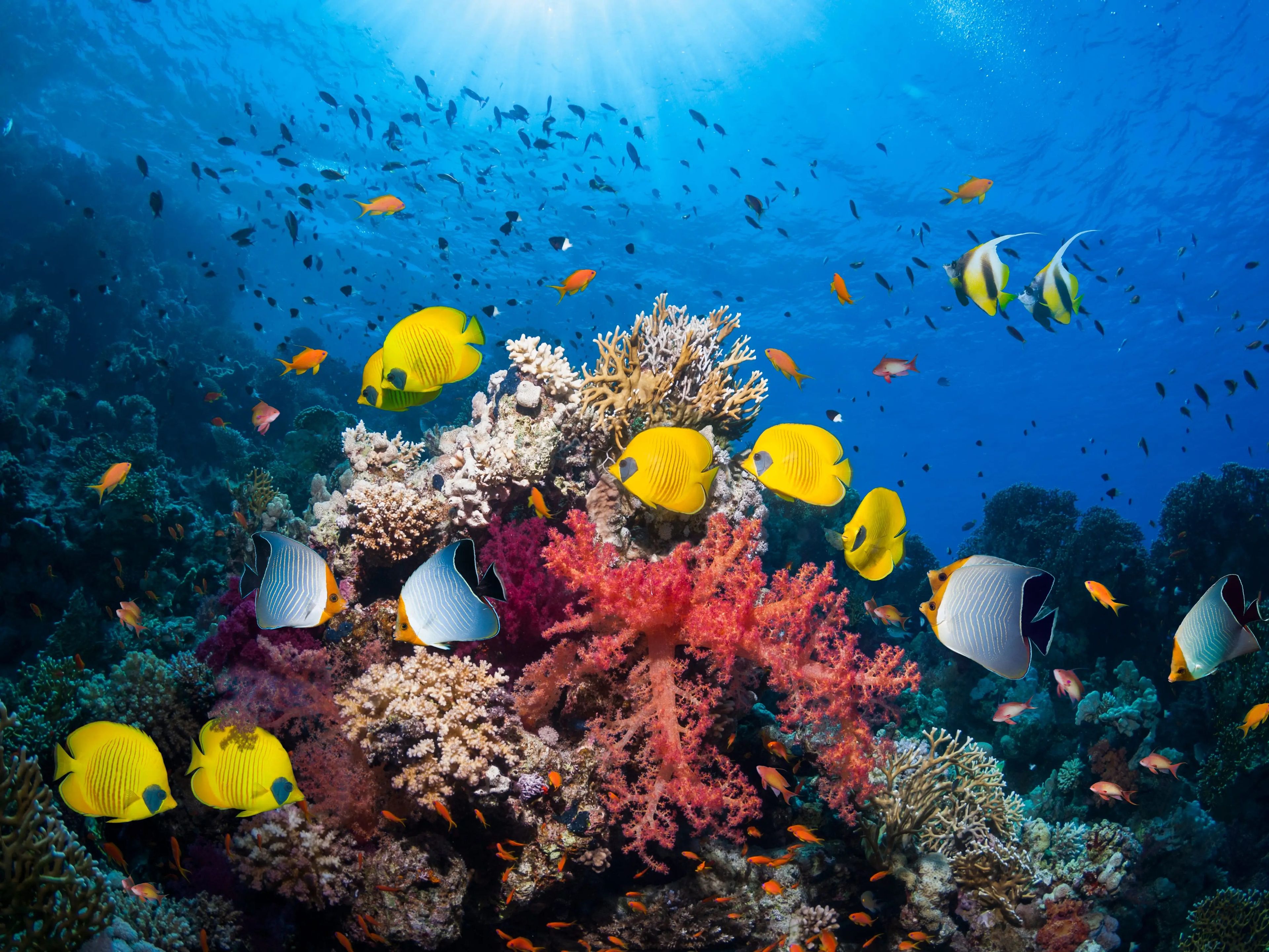 Coral reef scenery with variety of fish.