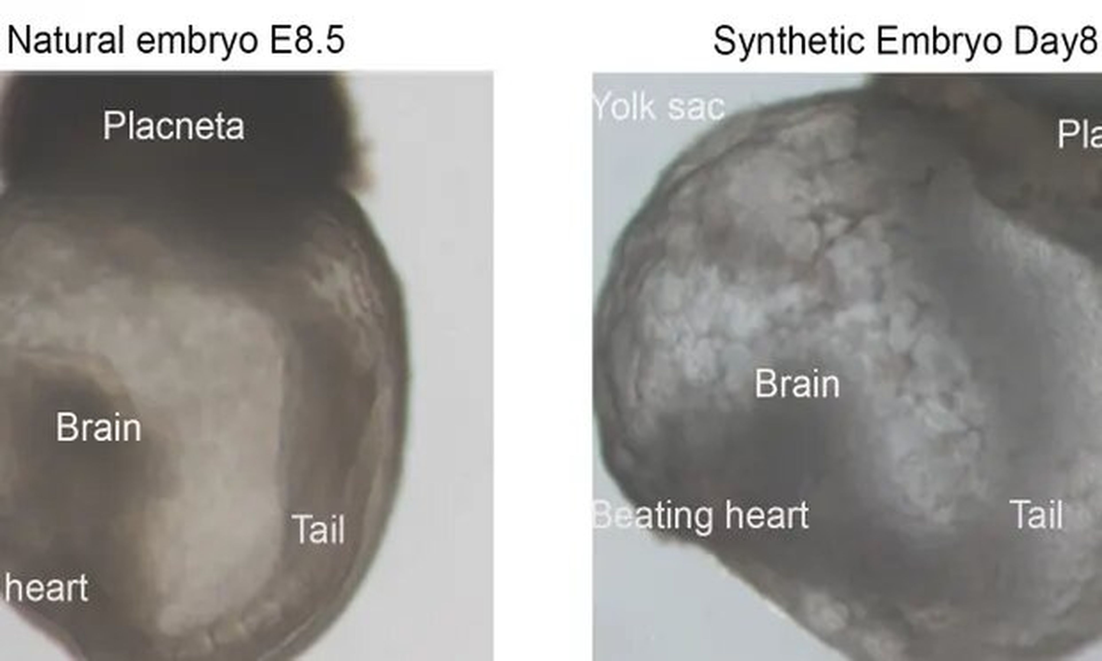 Embrión sintético
