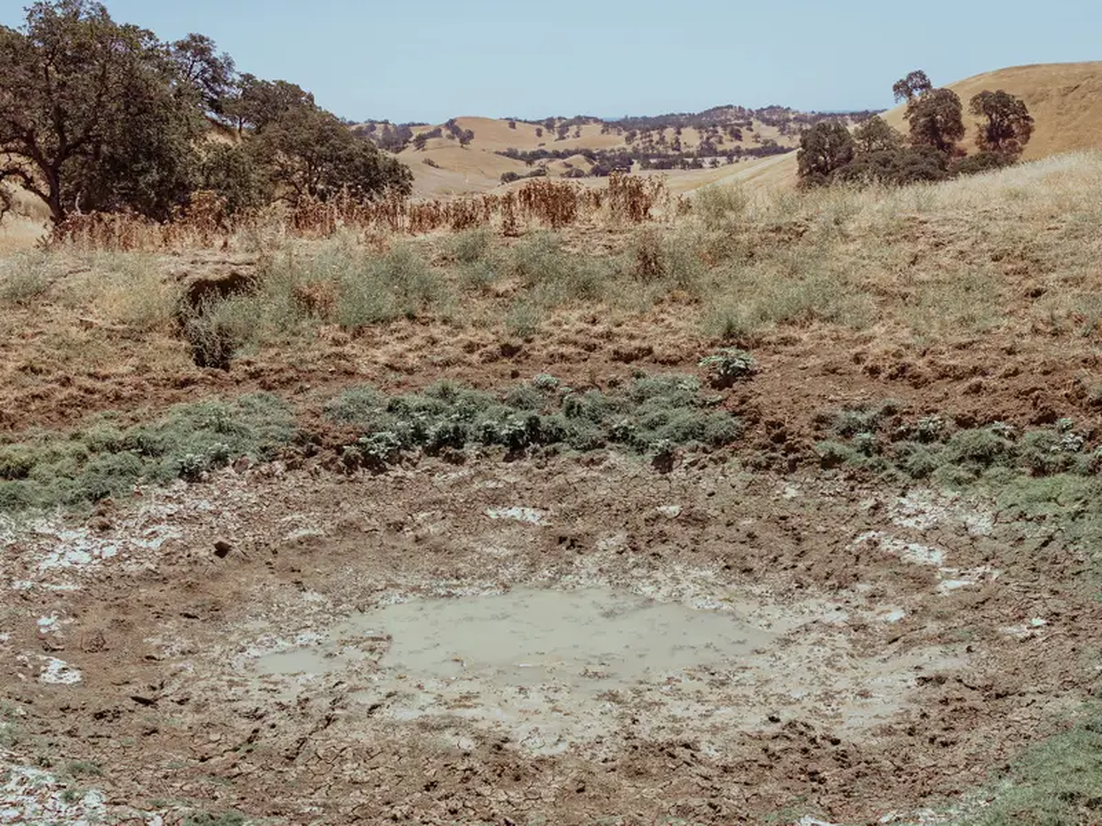 Un estanque seco se ha reducido a barro en el rancho de Yolo Land & Casttle.