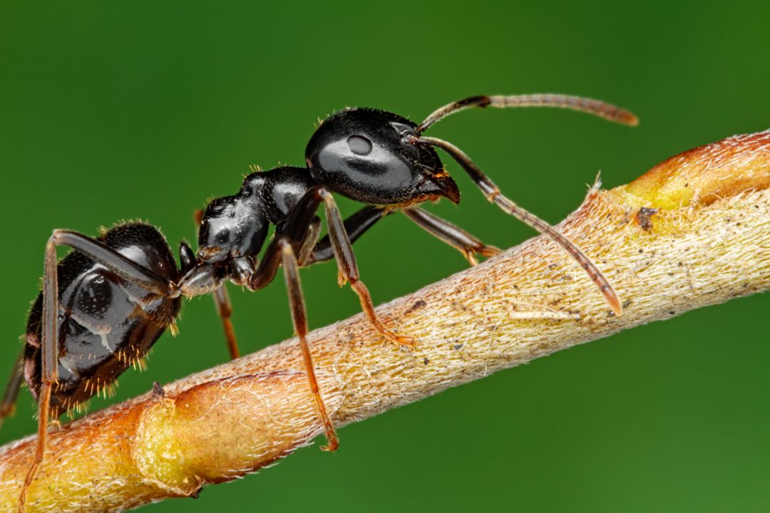 Una hormiga