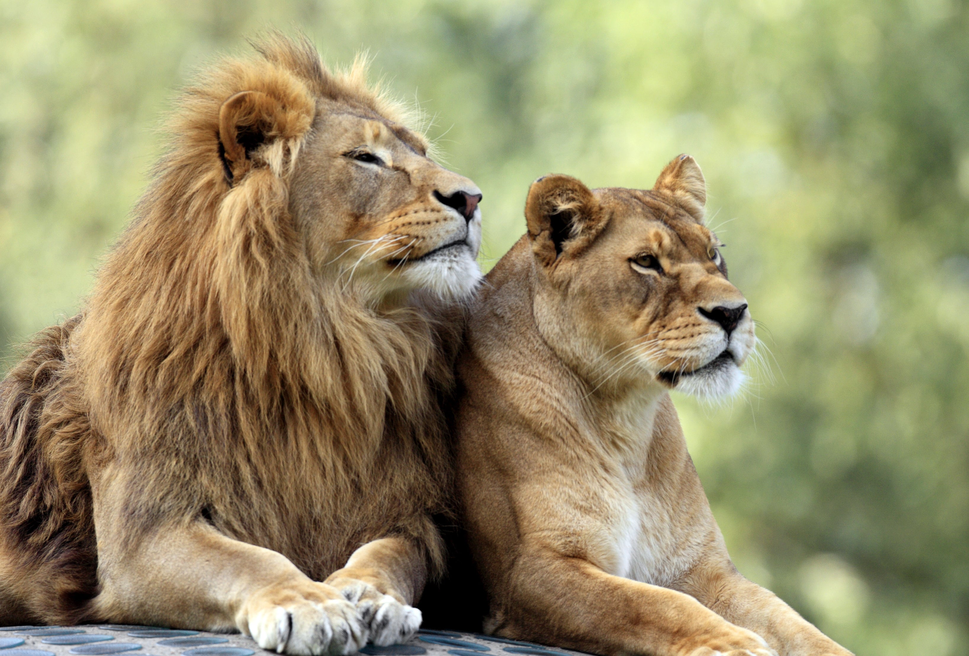 Qué significa soñar con leones? 7 explicaciones que debes saber | Business  Insider España