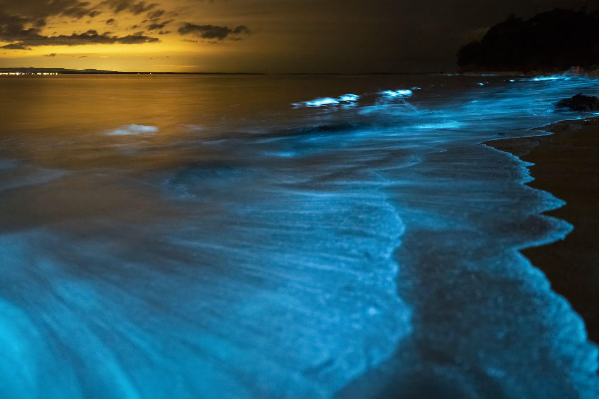 playa de medusas bioluminiscentes