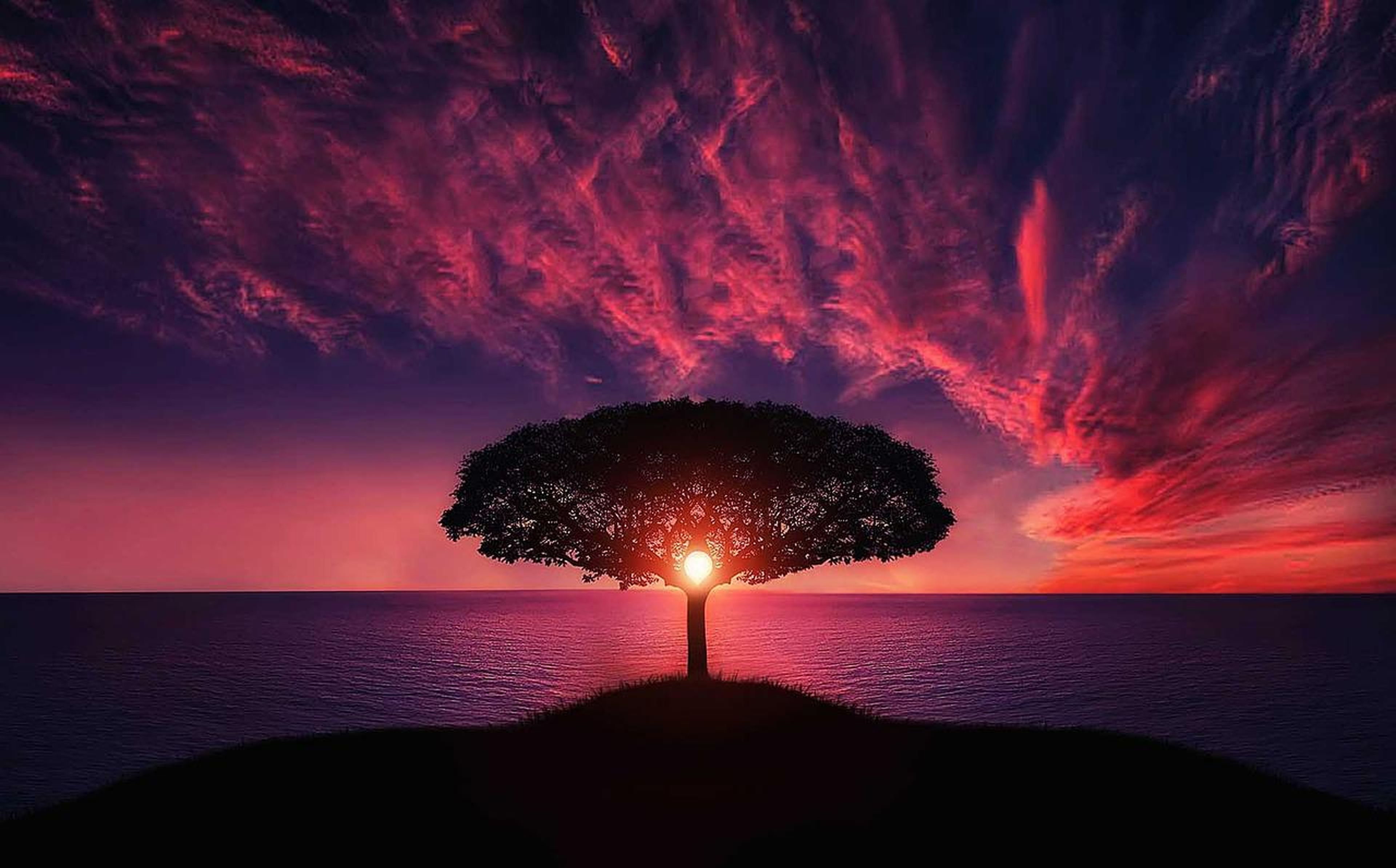 El sol se refleja tras un árbol sobre el mar.