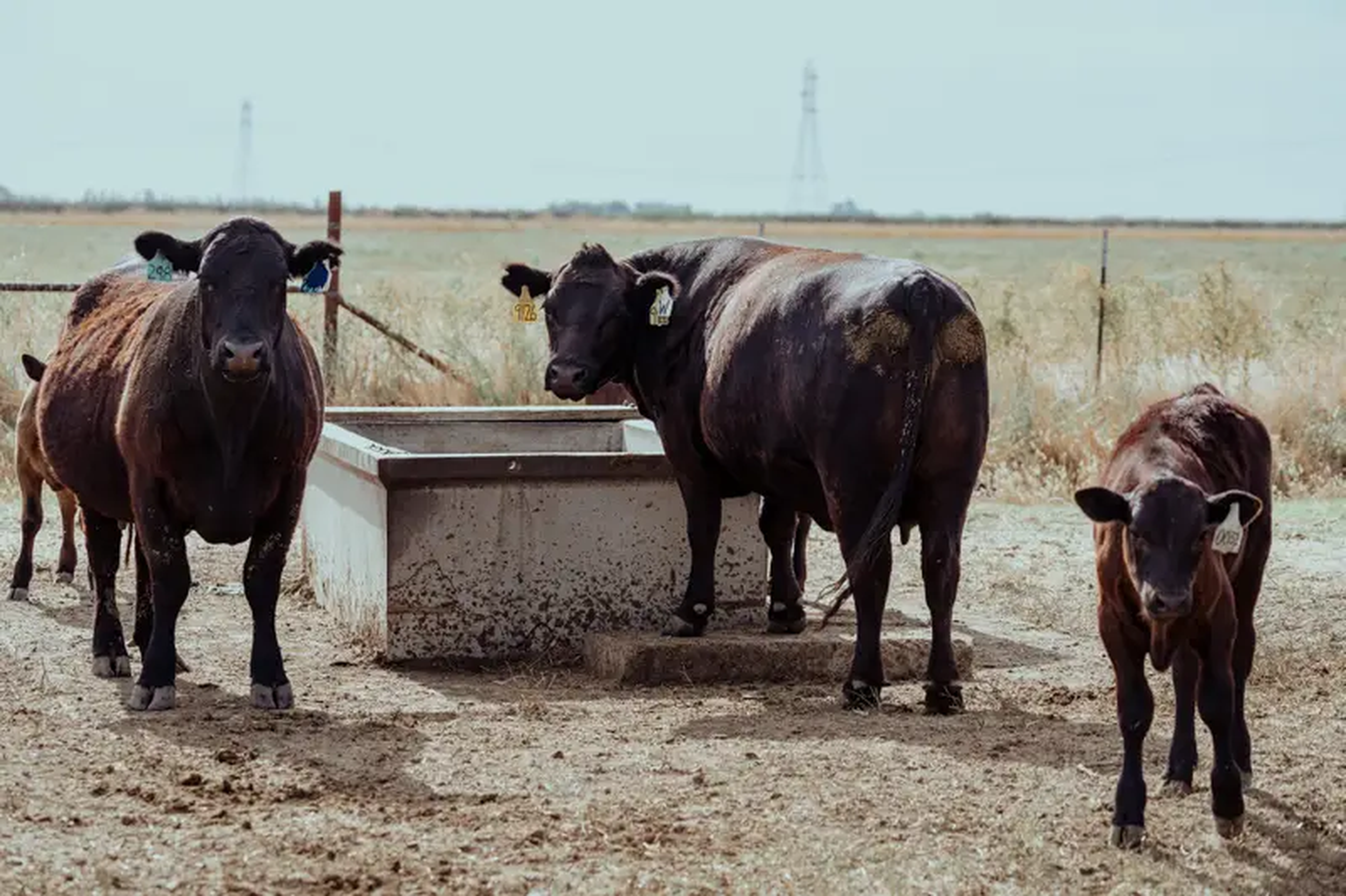 Vacas y terneros en un pasto de Yolo Land & Cattle, en el norte de California, el pasado mes de junio.
