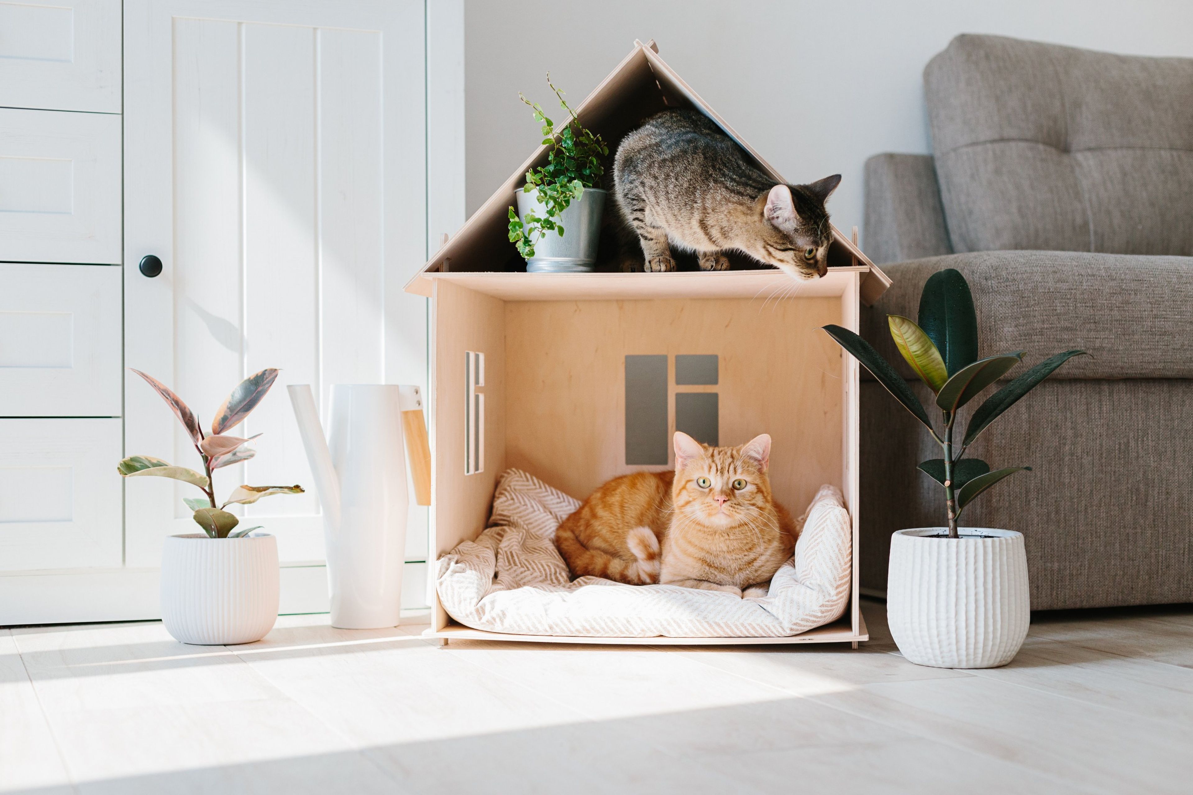 Las mejores casas para gatos adultos y gatitos