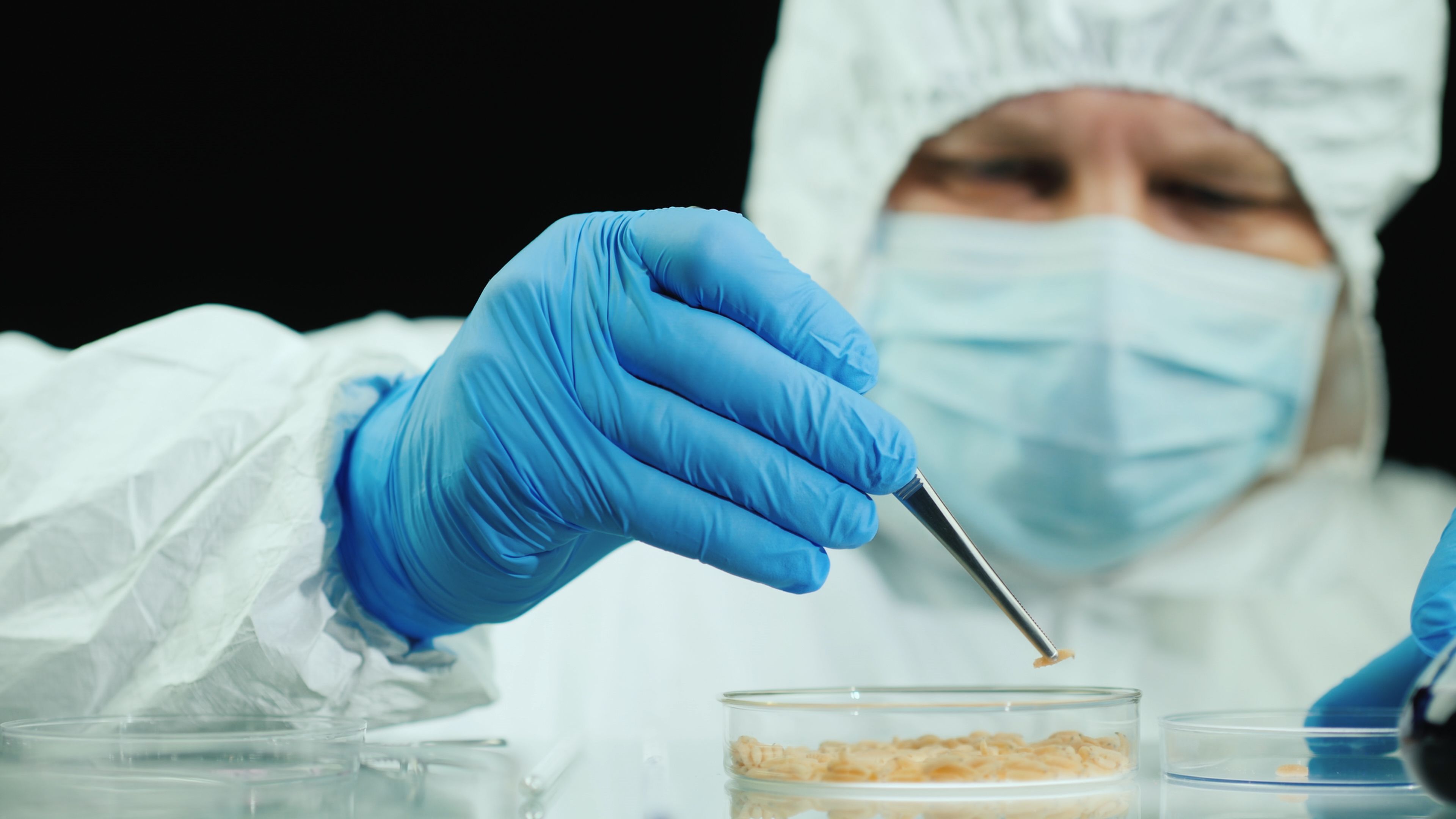 Científico manipula gusanos en un laboratorio