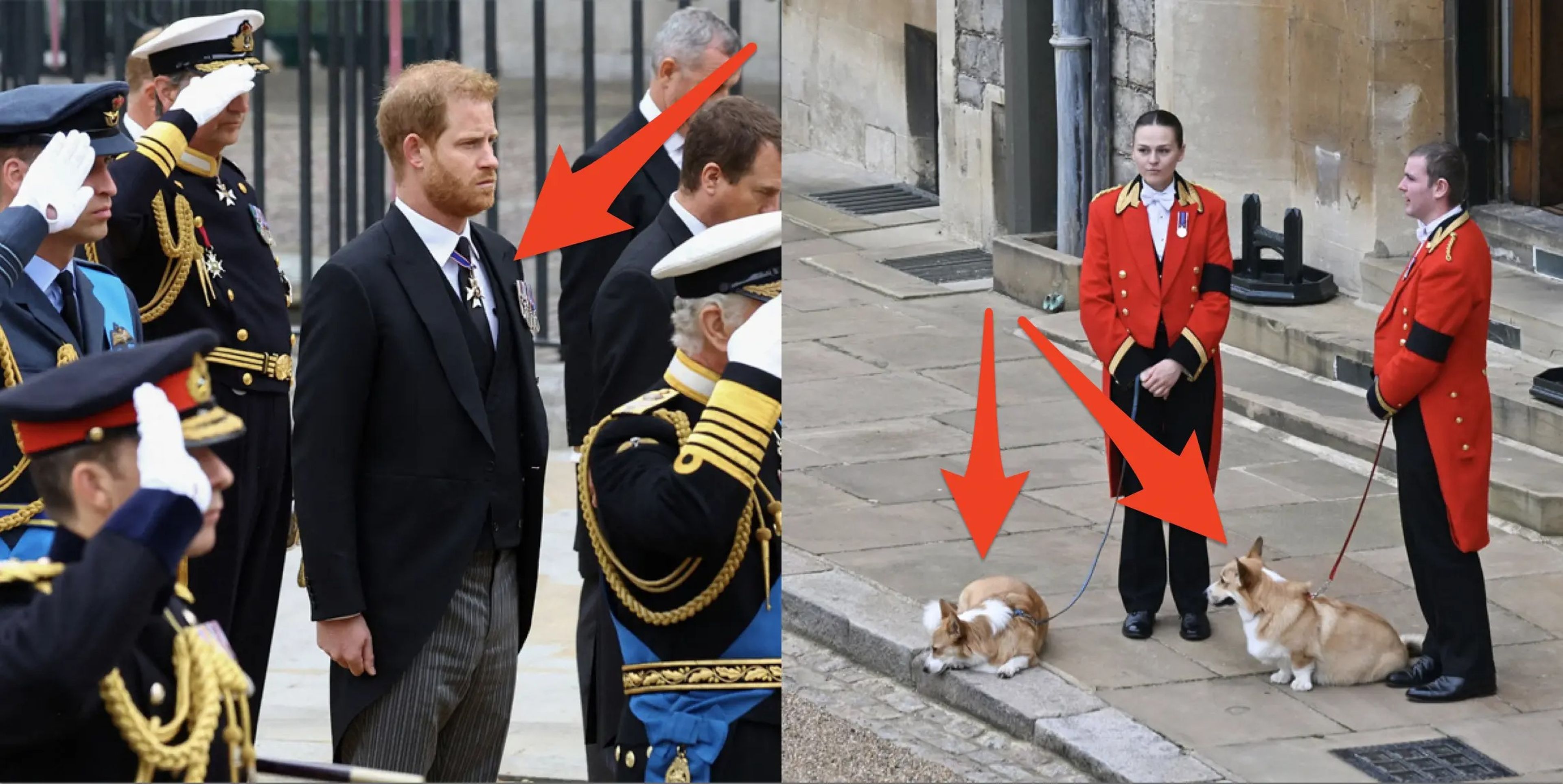 Harry en el funeral de la reina y sus perros.