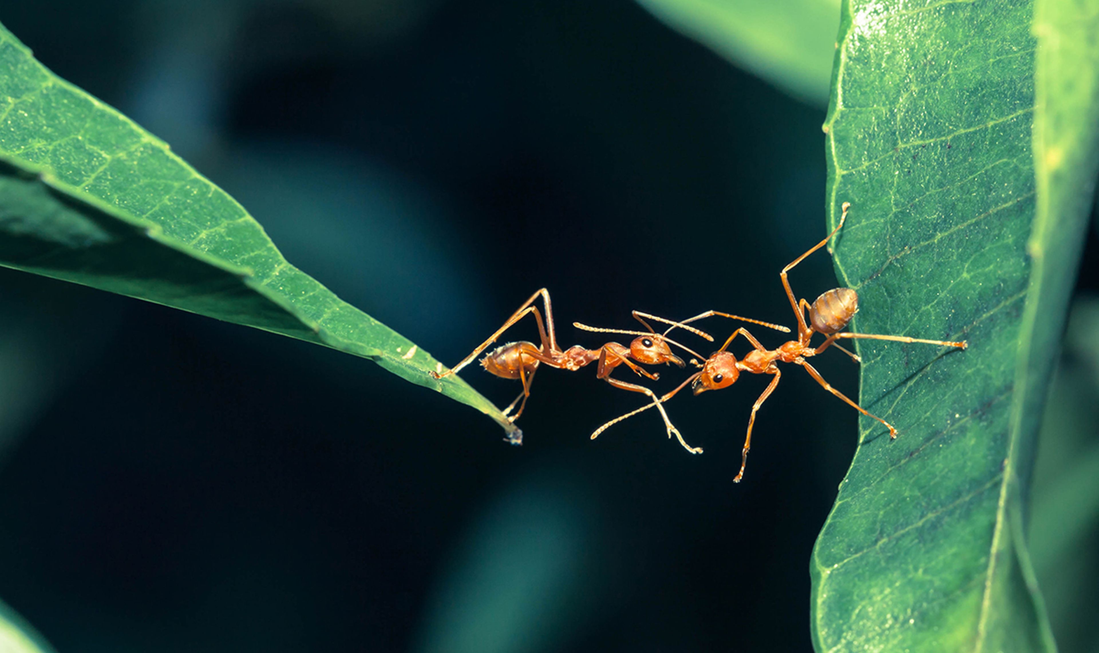 Hormigas sobre una hoja
