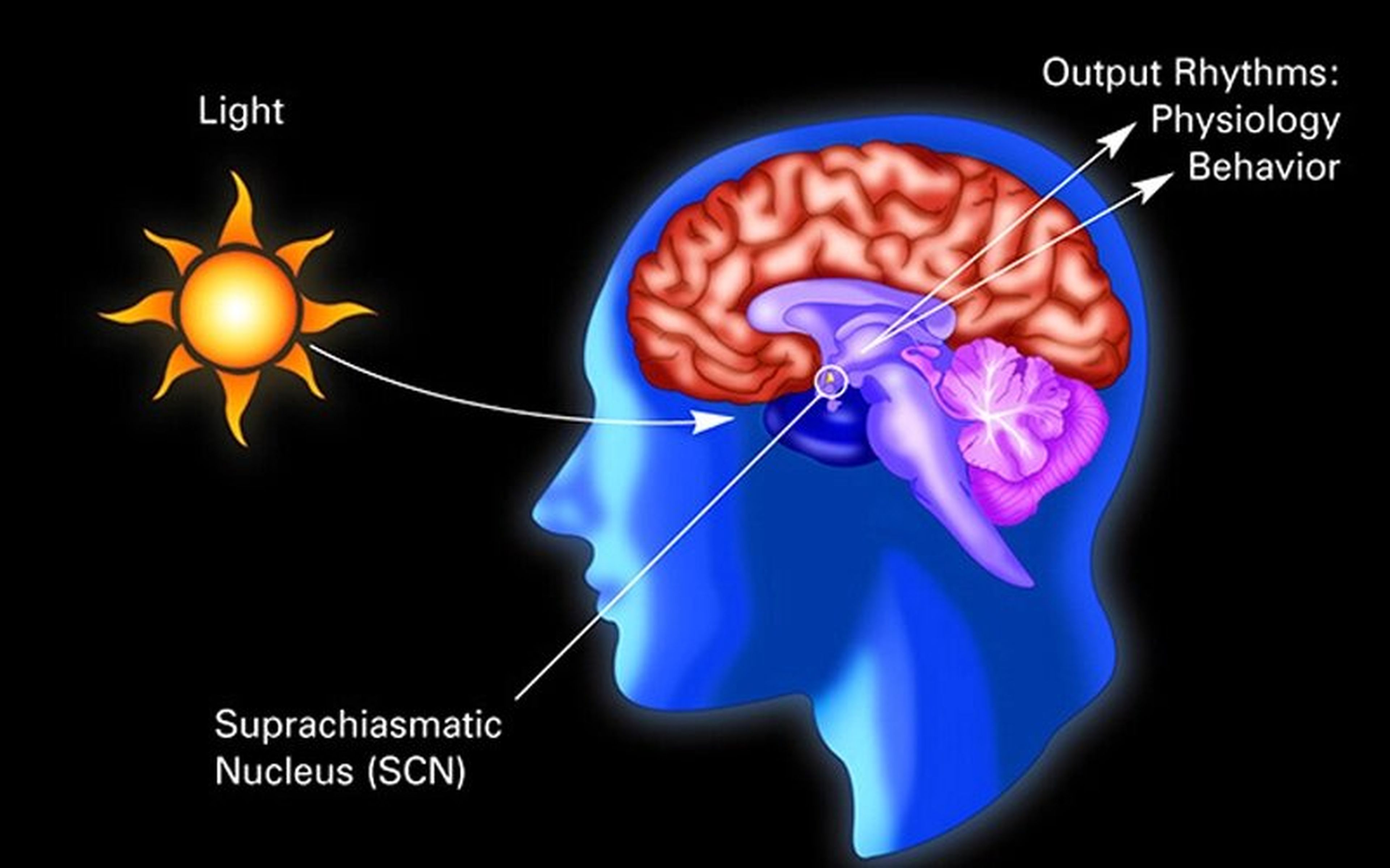 Ilustración de cómo la luz diurna afecta al cerebro