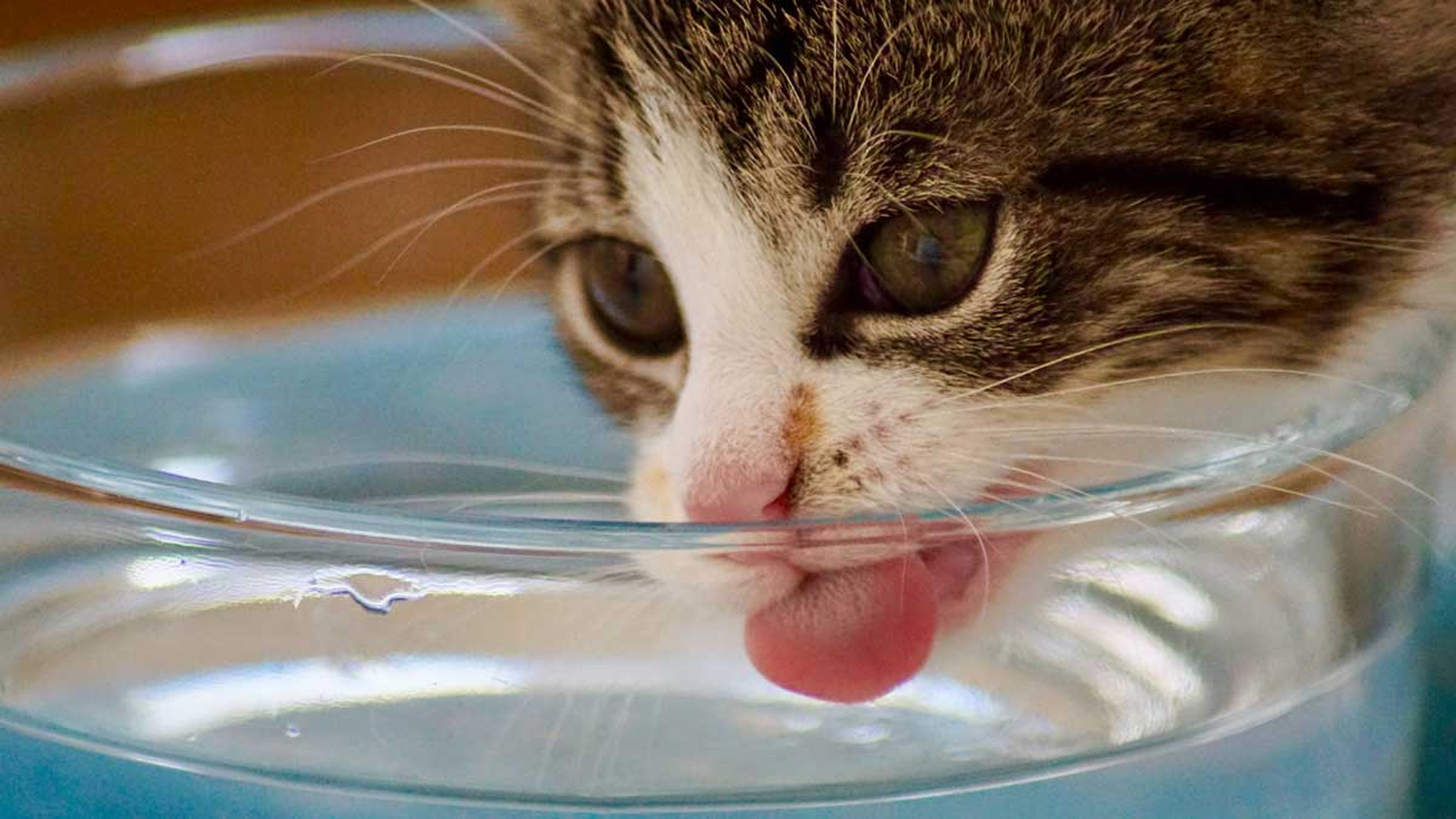 Las mejores fuentes para gatos que puedes comprar