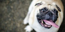 An obese pug dog smiles up into the camera.