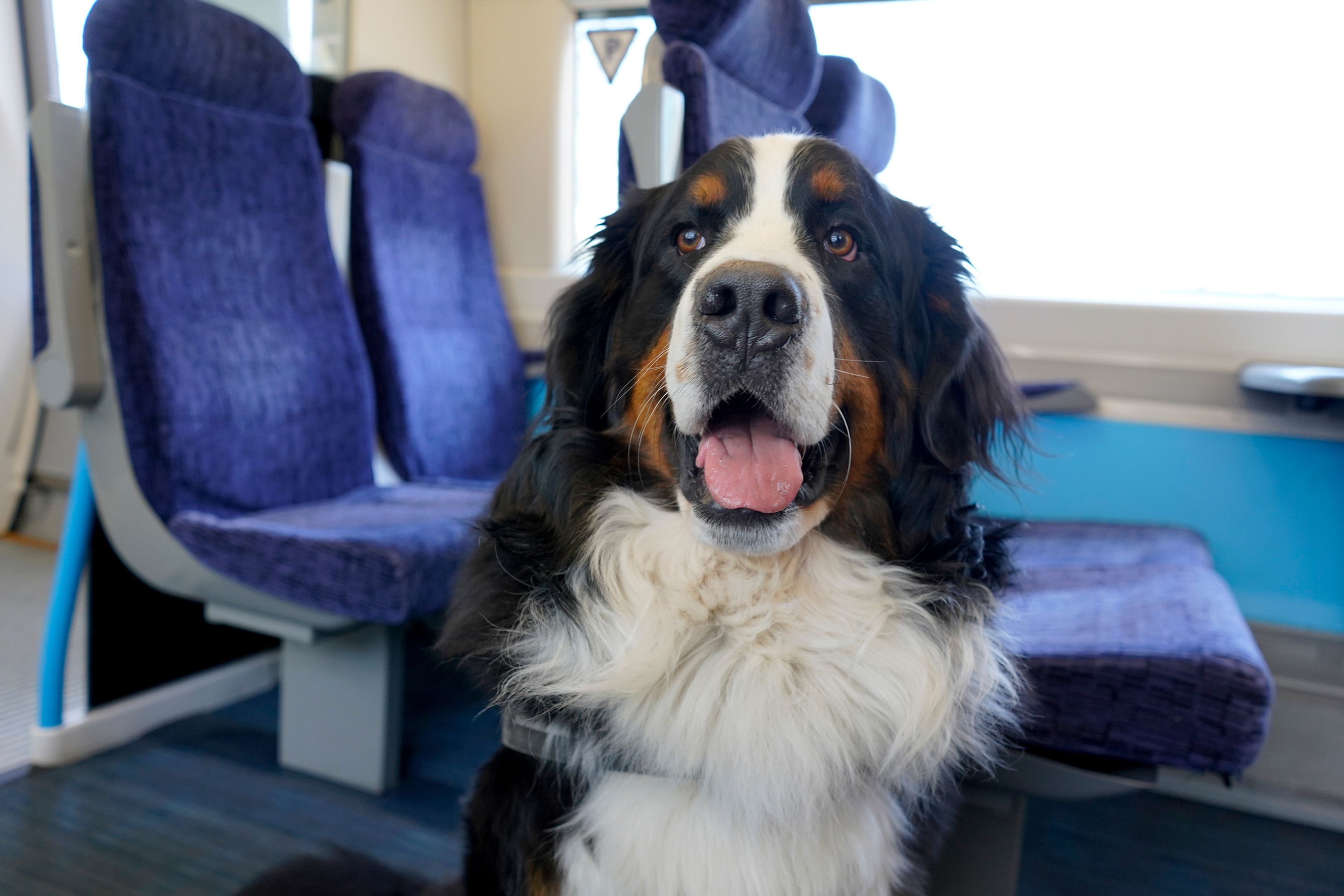 Perro grande en un tren