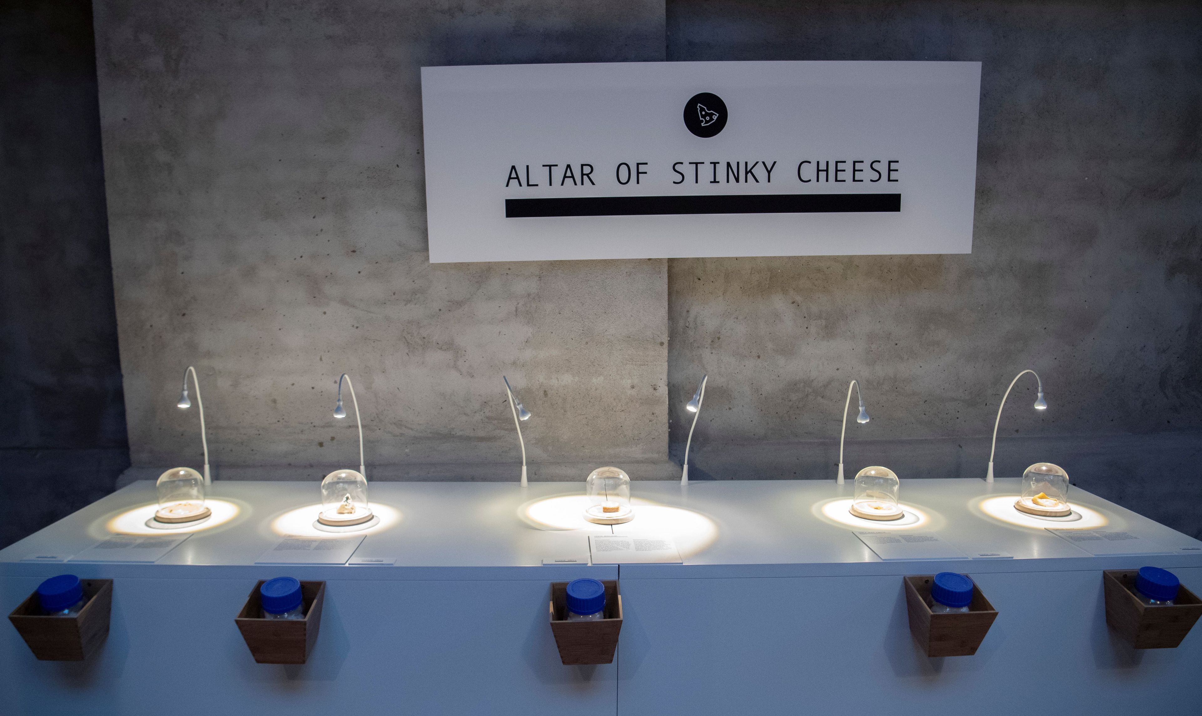 Epoisses, Roquefort, Vieux-Boulogne, Gamle Oles farfar y Stinking Bishop, considerados los quesos más apestosos del mundo, exhibidos en el Museo de la Comida Repugnante en Malmo (Suecia) el 4 de noviembre de 2018
