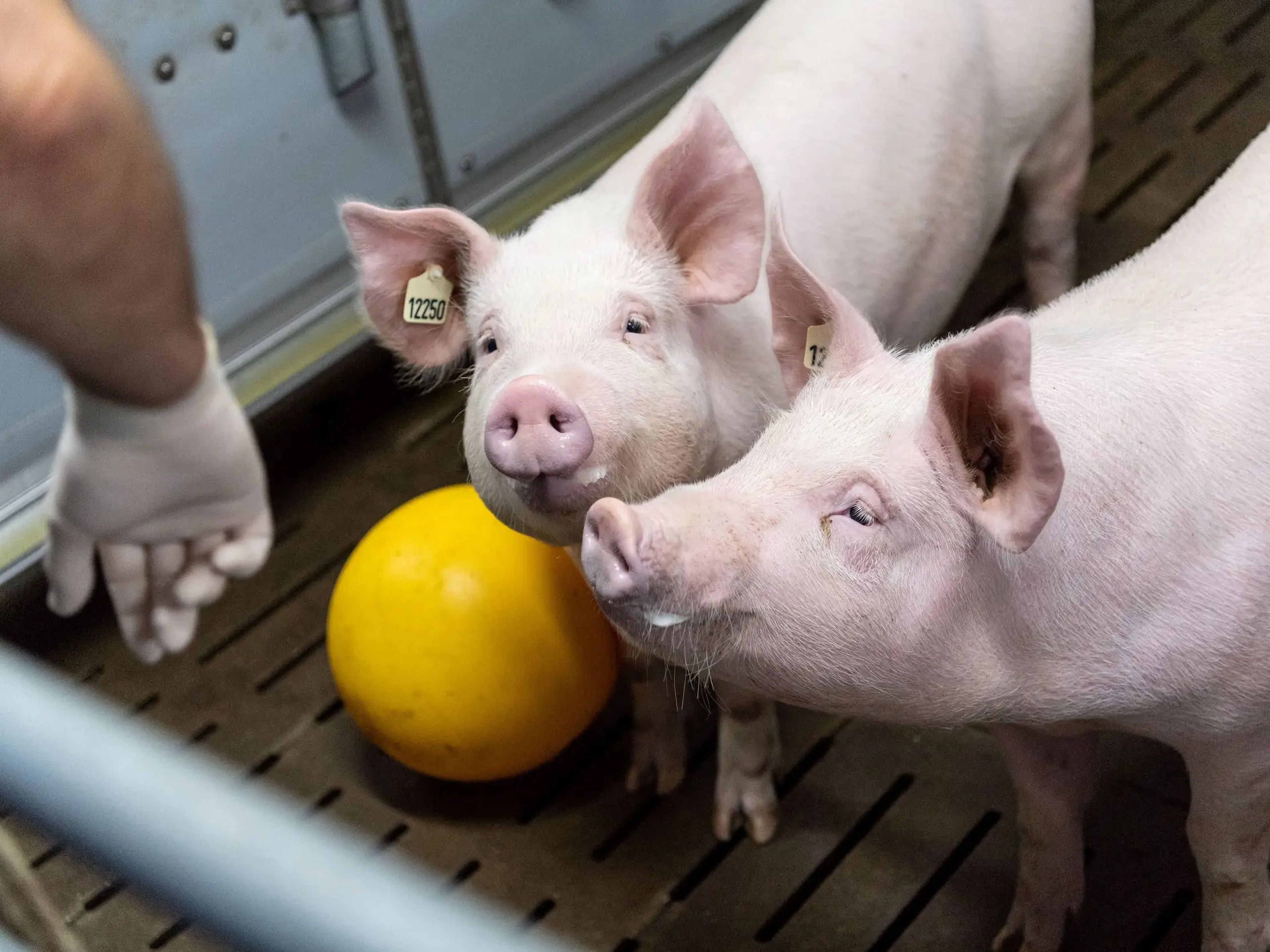 Cerdos en una granja de prueba de la Universidad Ludwig-Maximilians de Munich en Oberschleissheim (Alemania) donde los científicos están usando la ingeniería genética para cultivar órganos de donantes en cerdos.
