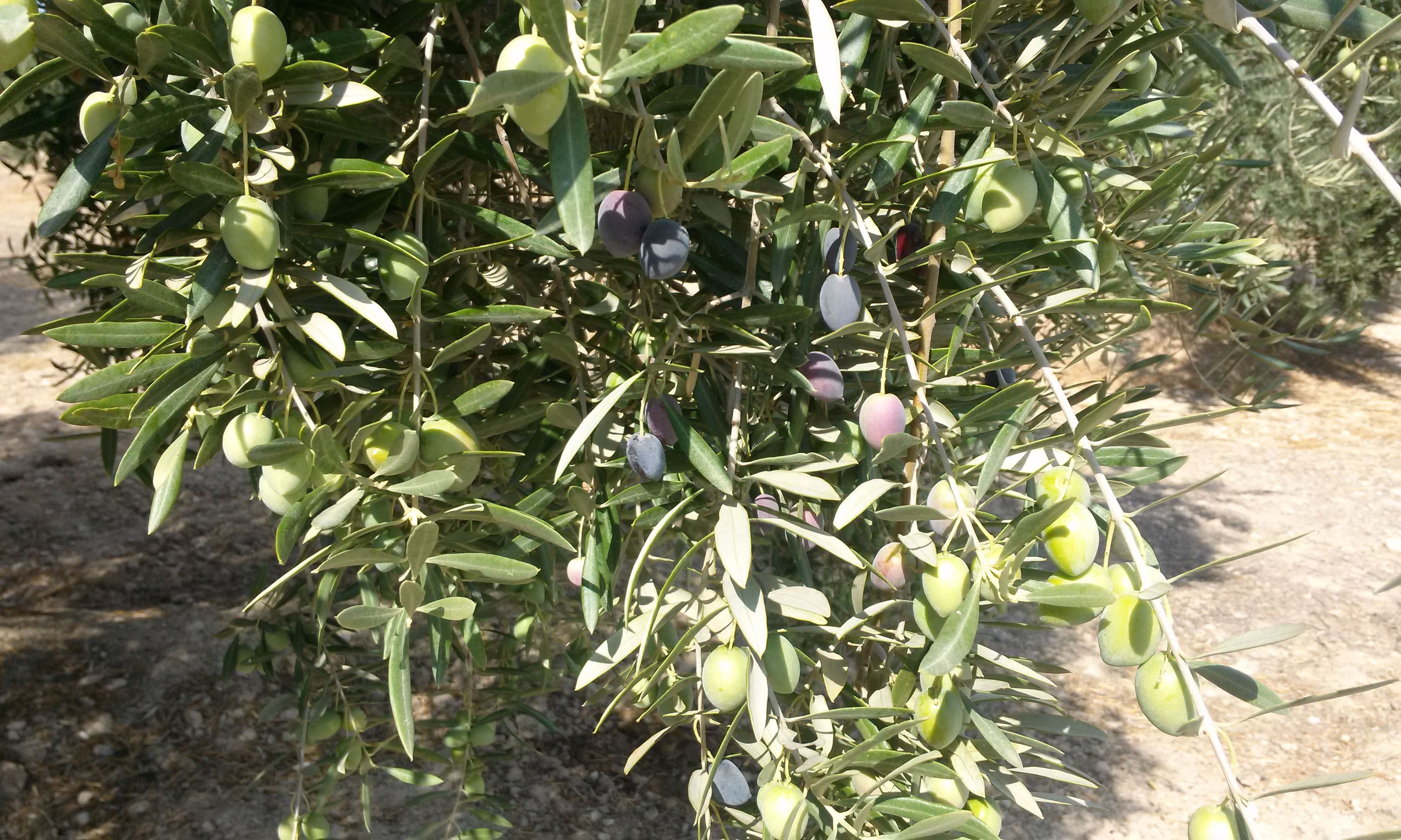 Detalle de aceitunas de la variedad picual en un olivo al norte del término municipal de Jaén.