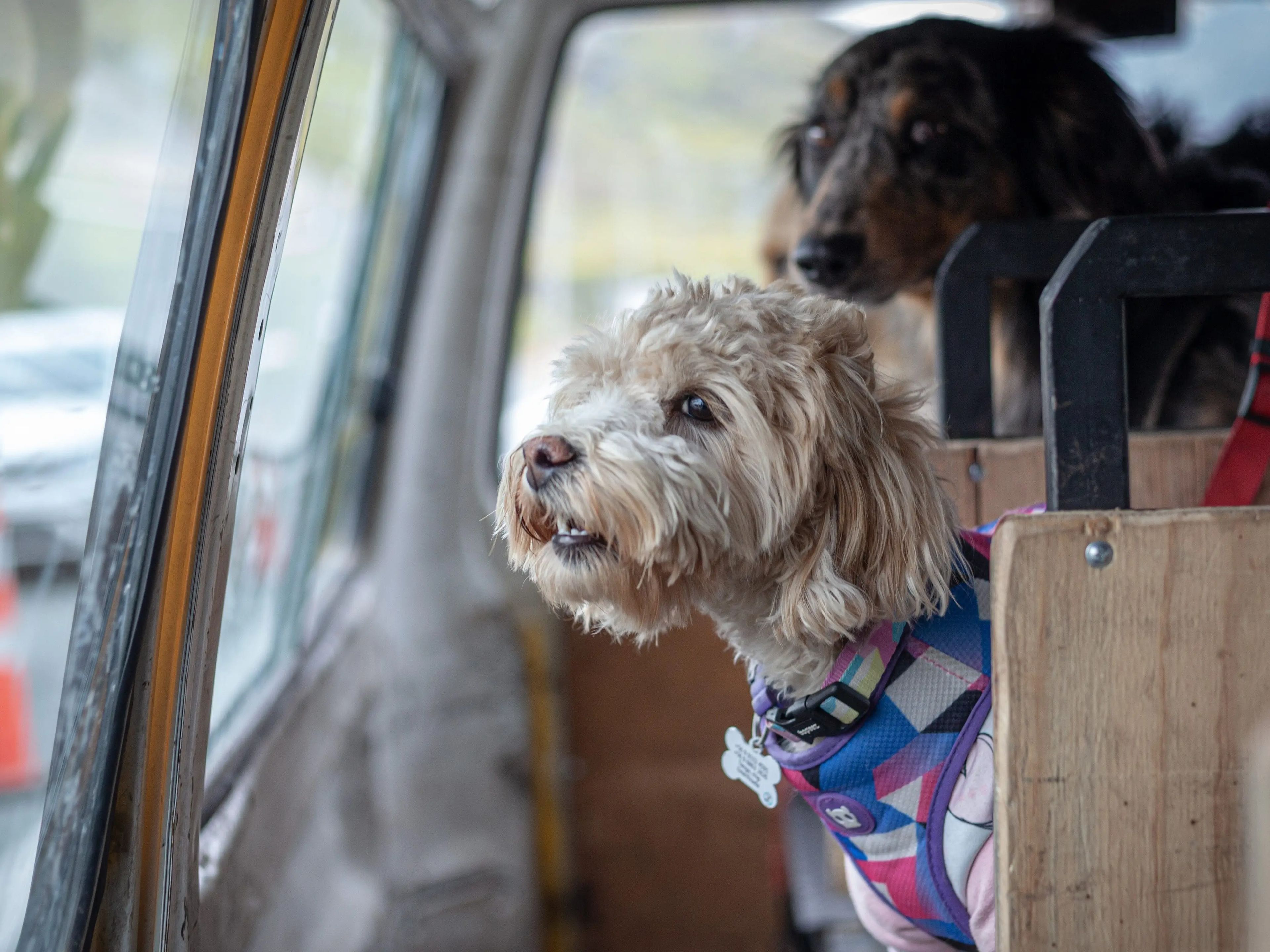 Los perros esperan dentro de un autobús escolar a que sus compañeros los lleven a la escuela canina en Santiago de Chile el 23 de septiembre de 2022.