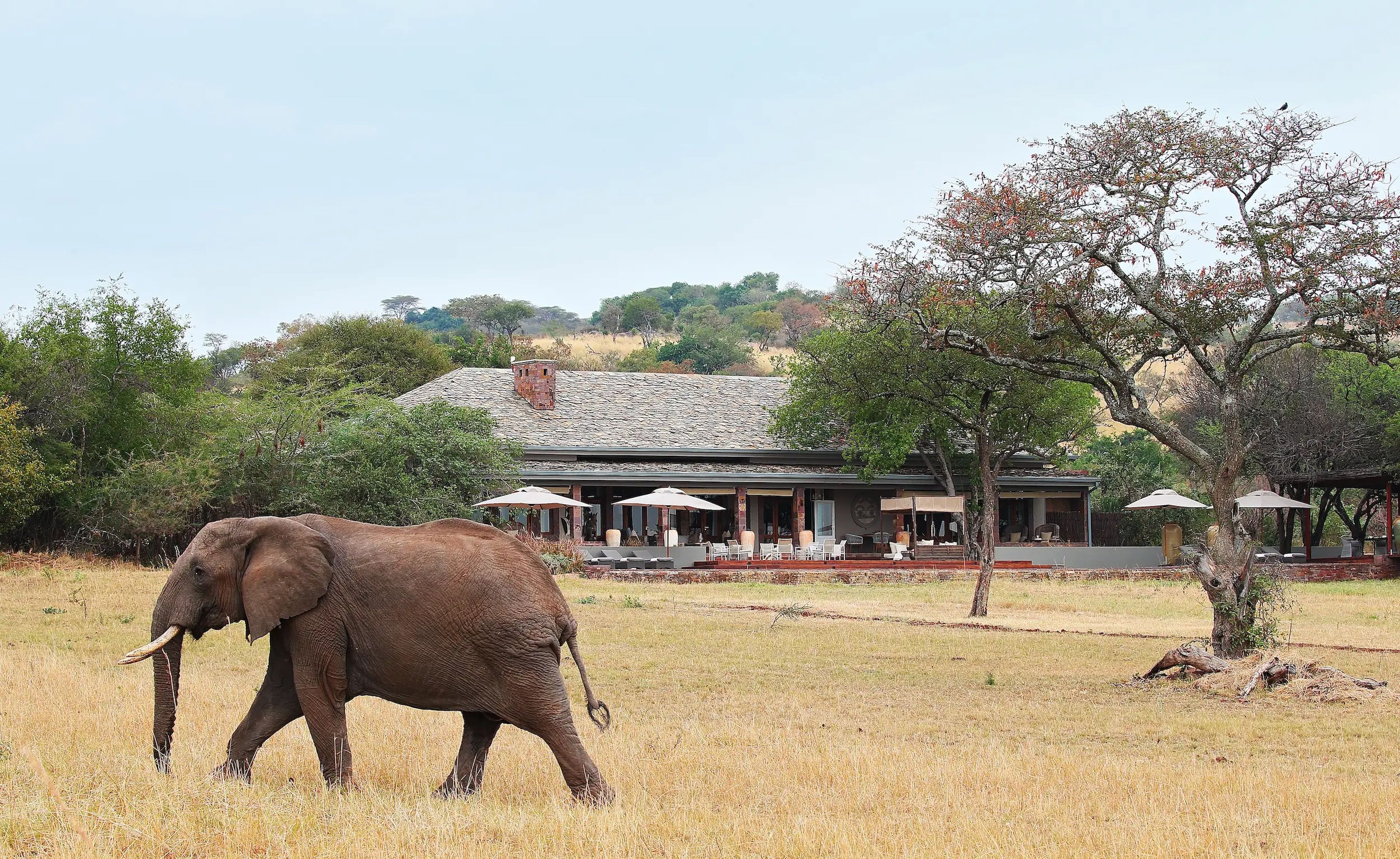 Un elefante se pasea por la Casa del Serengeti de Singita, donde los precios máximos son de 22.500 dólares por noche para entre 5 y 8 personas. 