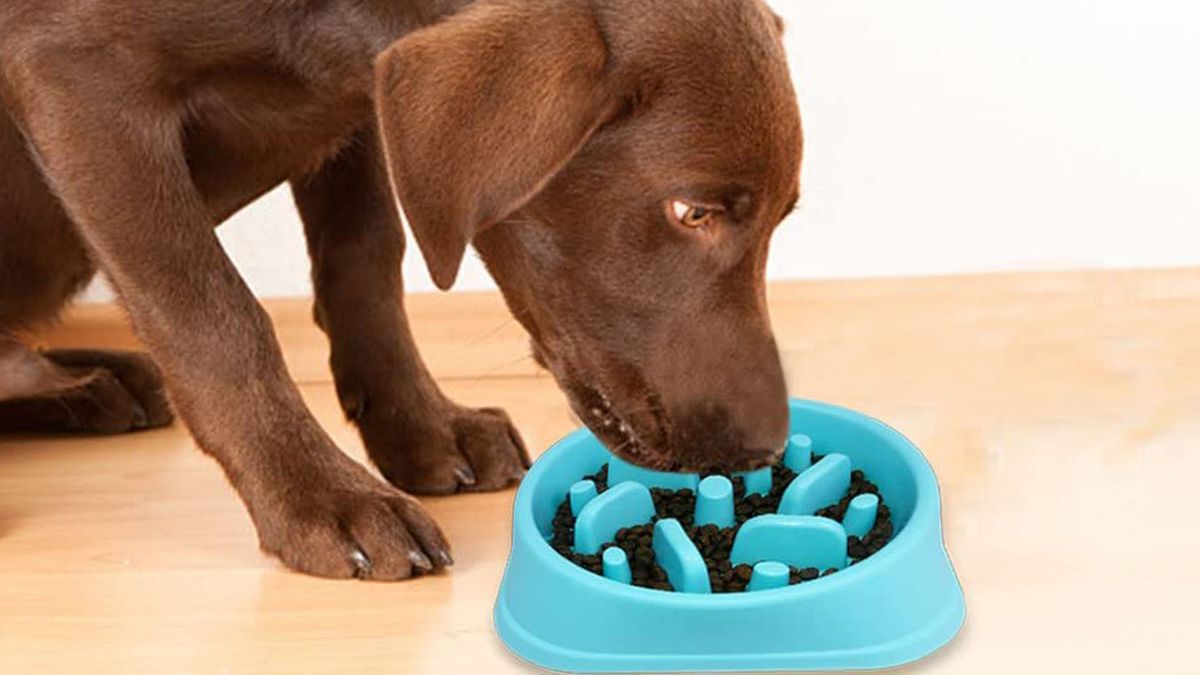 Top 10 mejores COMEDEROS para comer lento para perros ANSIOSOS