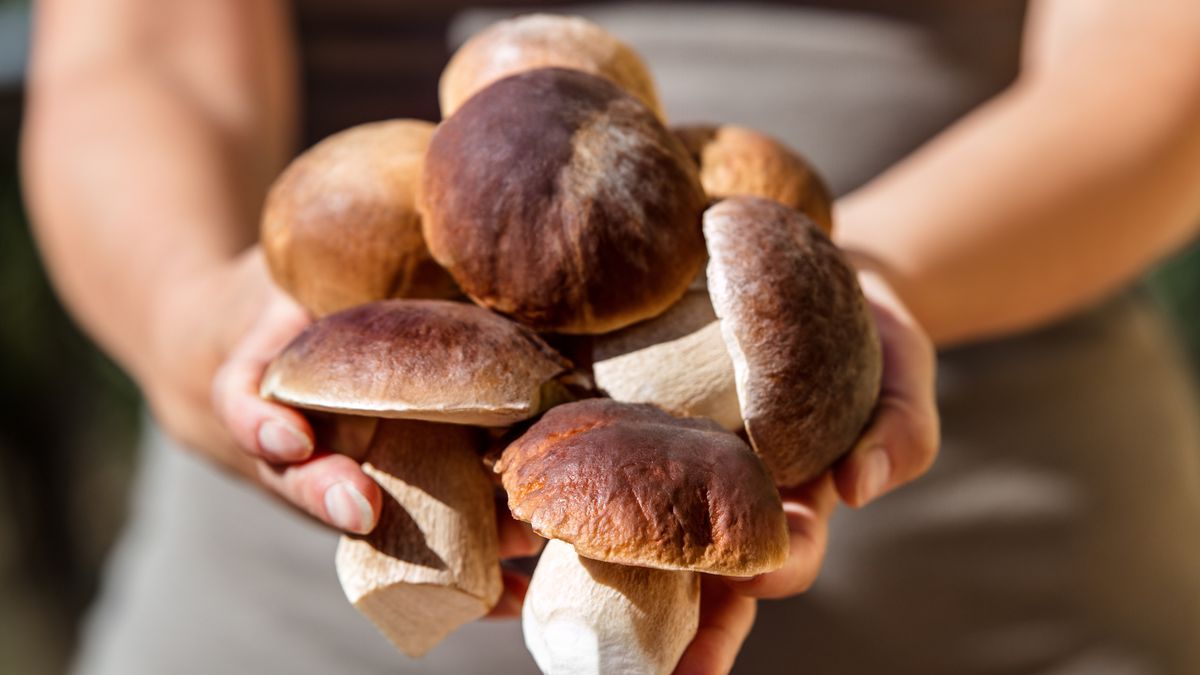 Precio del boletus: ¿cuánto se paga por un kilo de la seta reina en 2024?