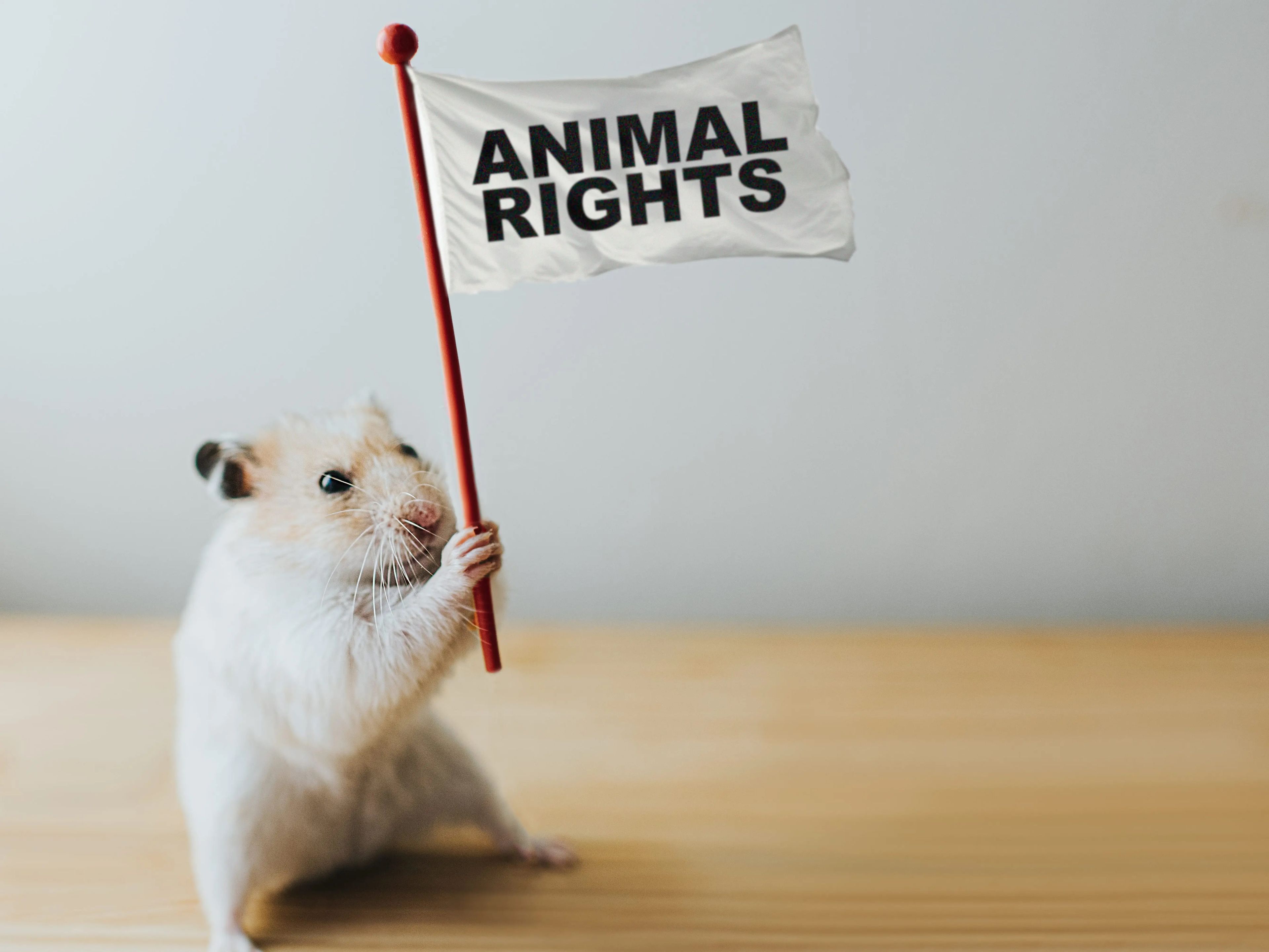 Derechos de los animales