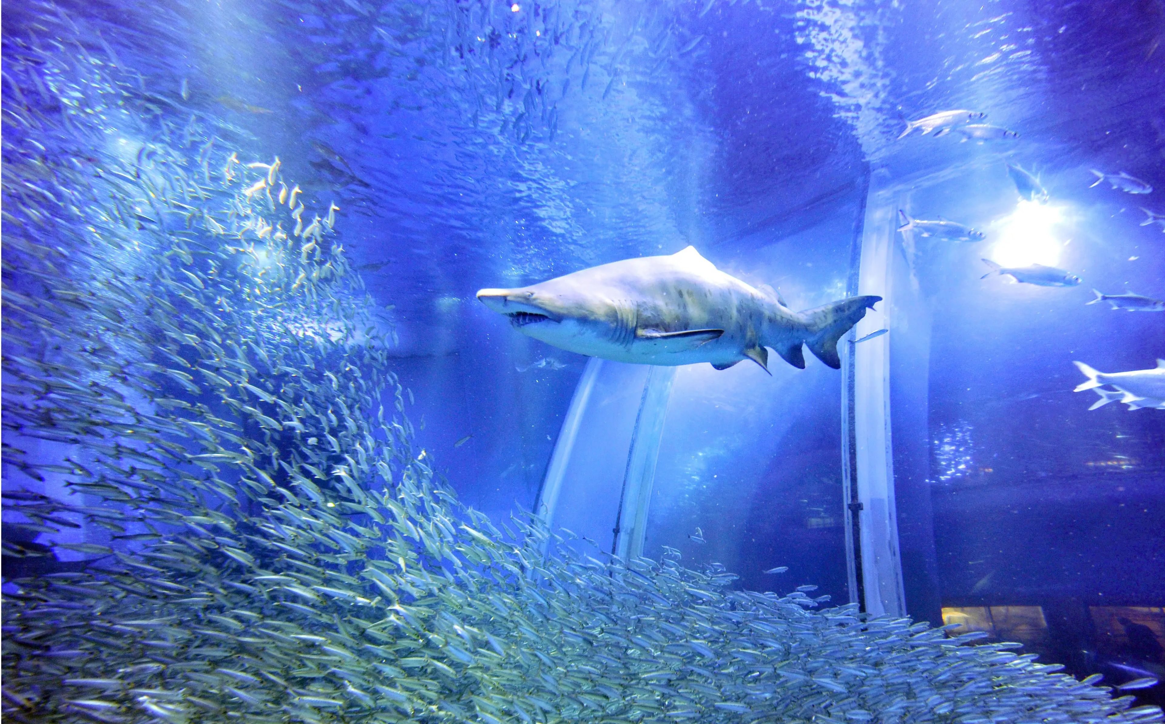 Los grupos de animales, como este banco de 50.000 sardinas, pueden actuar de forma sofisticada y unida basándose en unas pocas y sencillas reglas de comportamiento, como "evitar al tiburón".