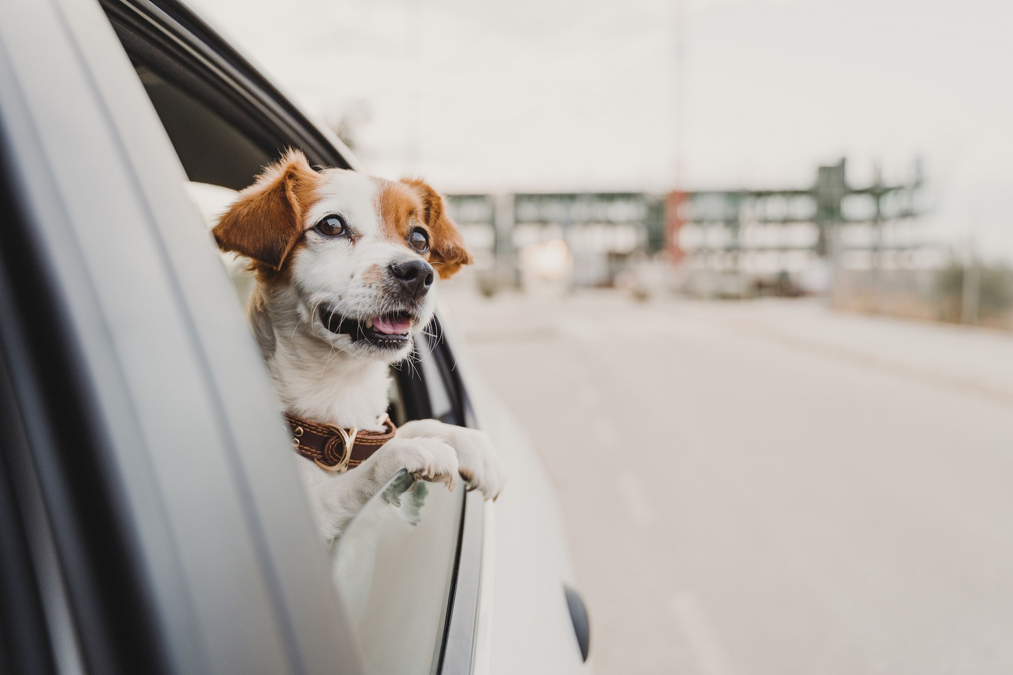Un perro asomado por la ventanilla trasera del coche.