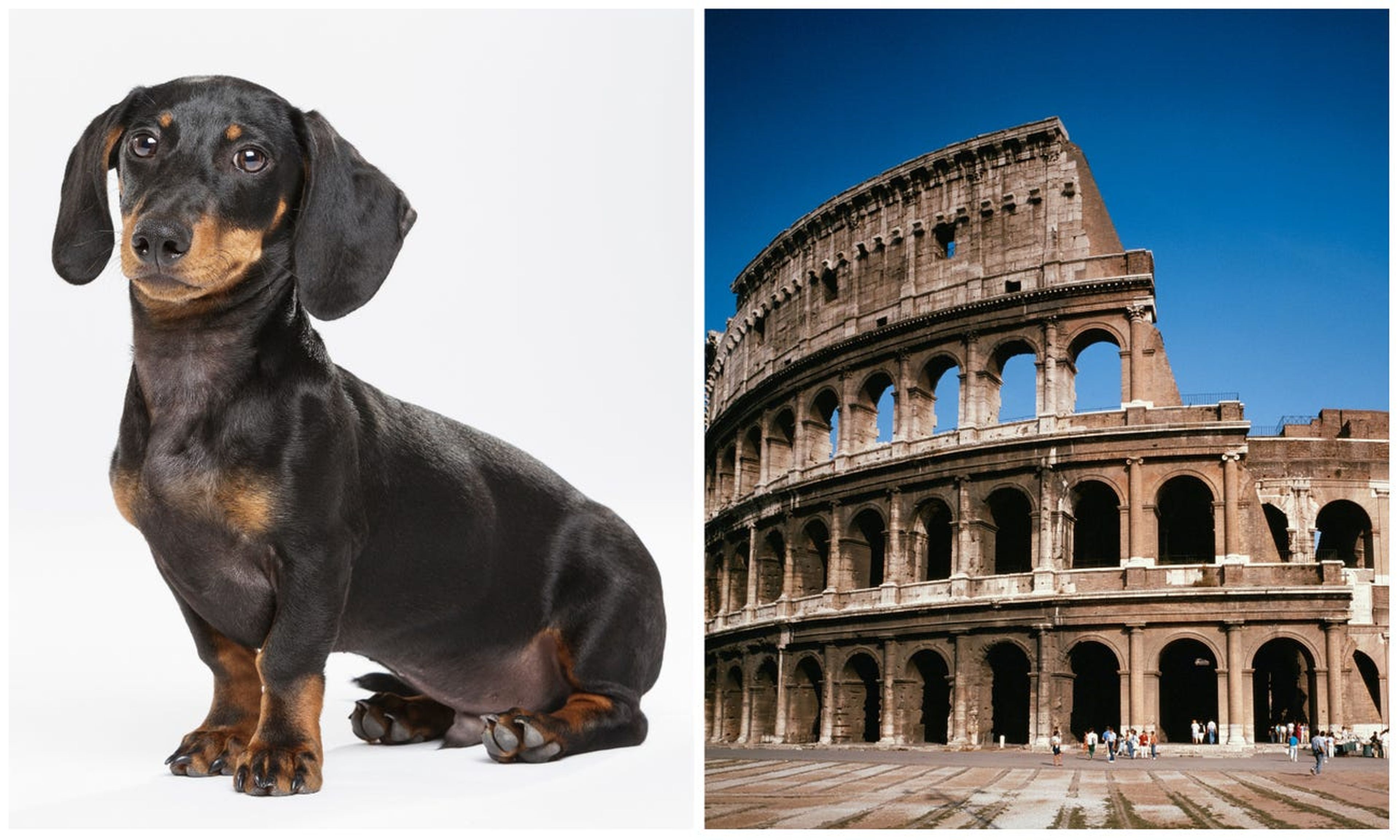 Perro salchicha y Coliseo