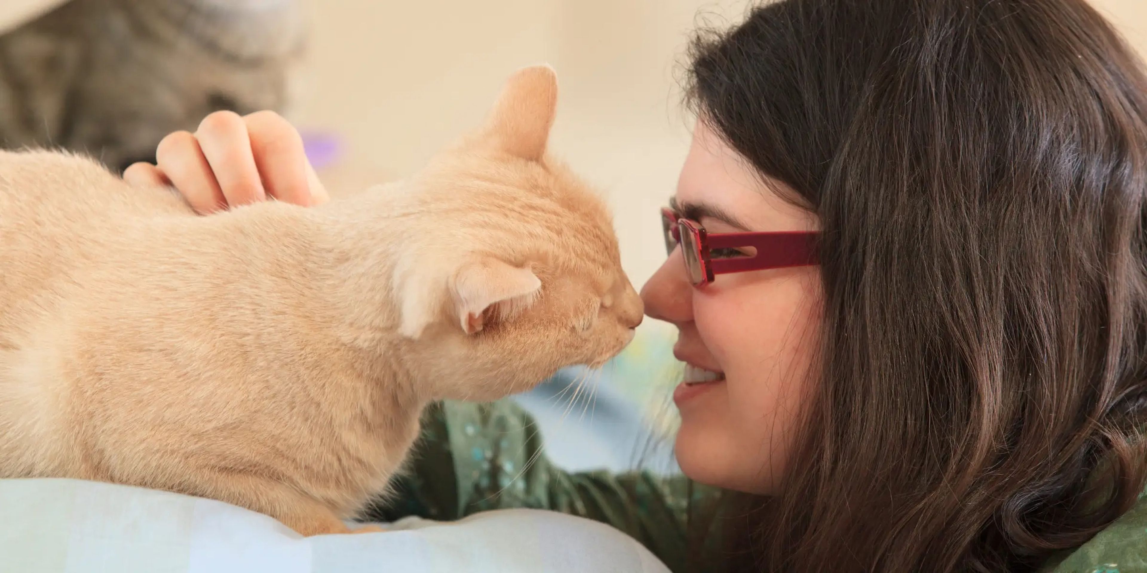 A person rubbing their nose against a cat’s nose.