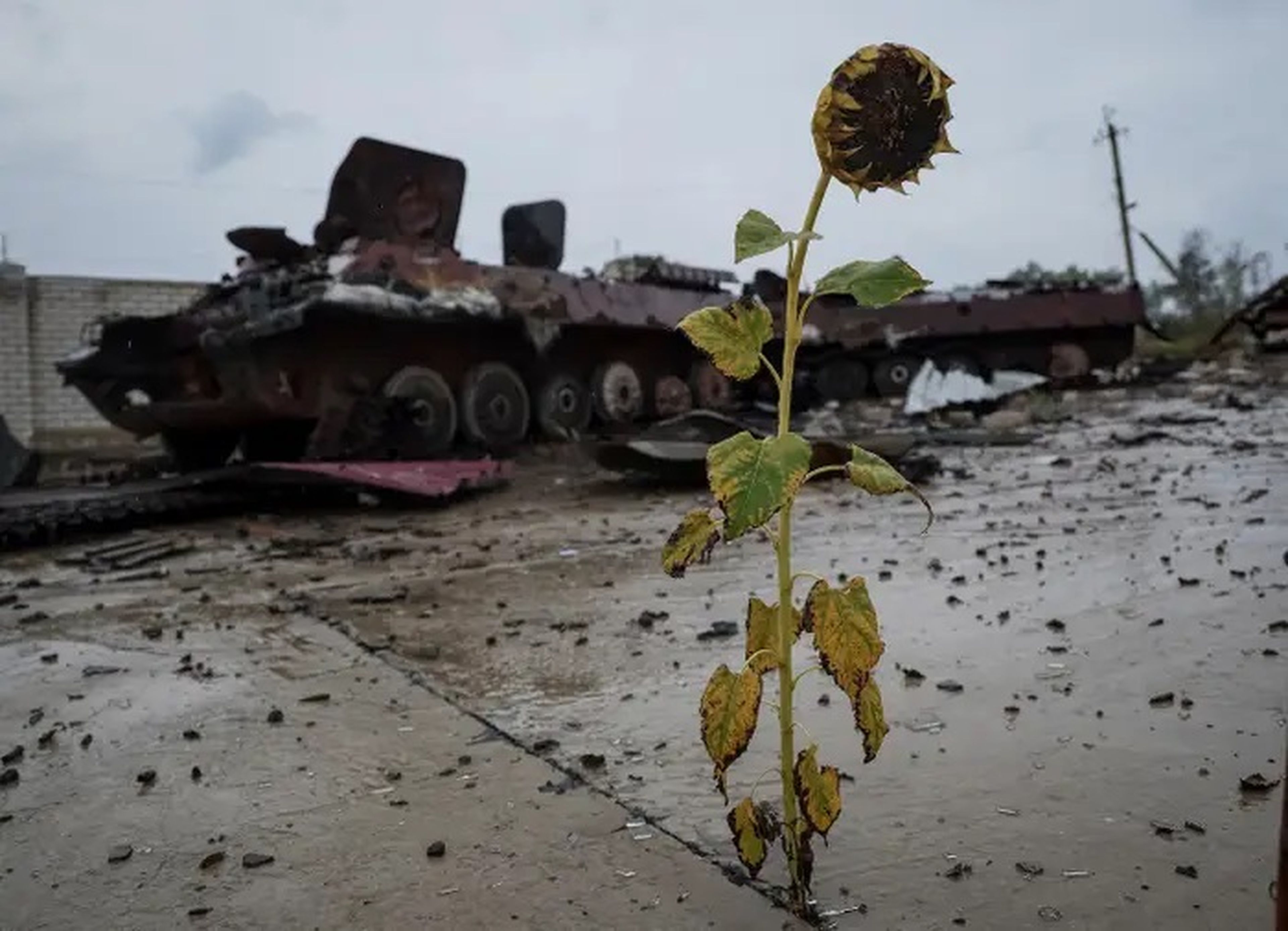 Un vehículo blindado de transporte de personal (APC) ruso destruido se ve cerca del pueblo de Nova Husarivka, Ucrania, el 15 de septiembre de 2022.