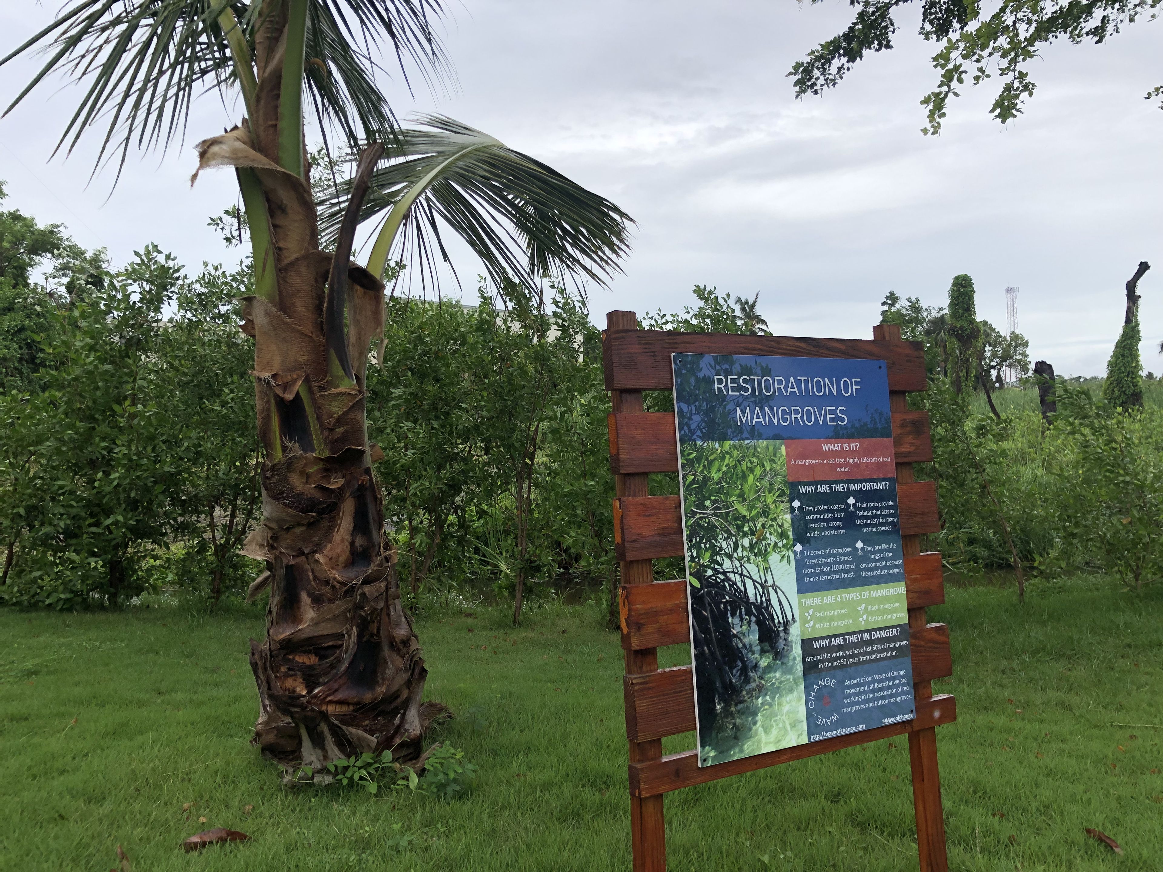 Área de restauración de manglares en el complejo Iberostar Selection Bávaro en República Dominicana.