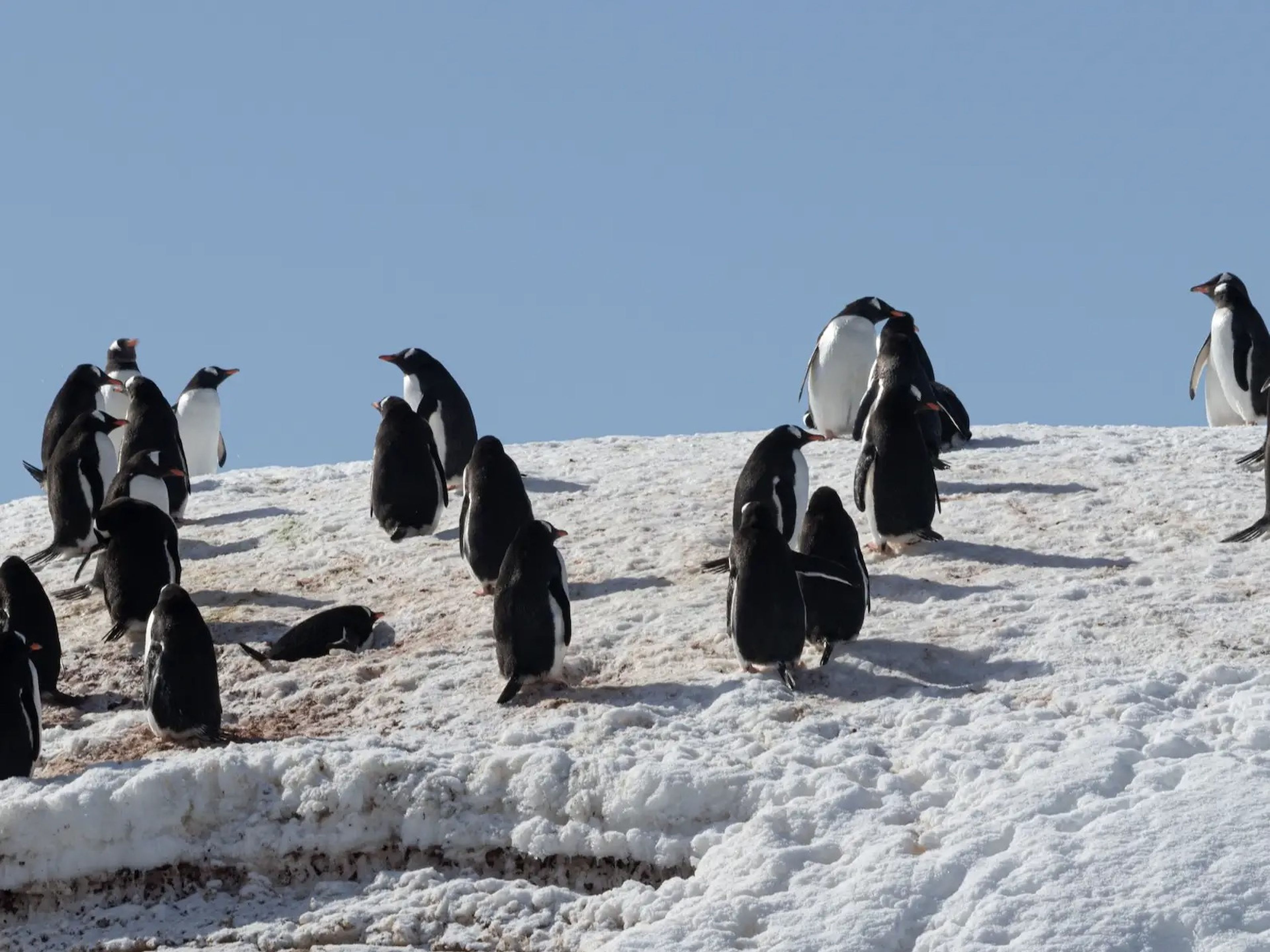 Antarctic penguins.